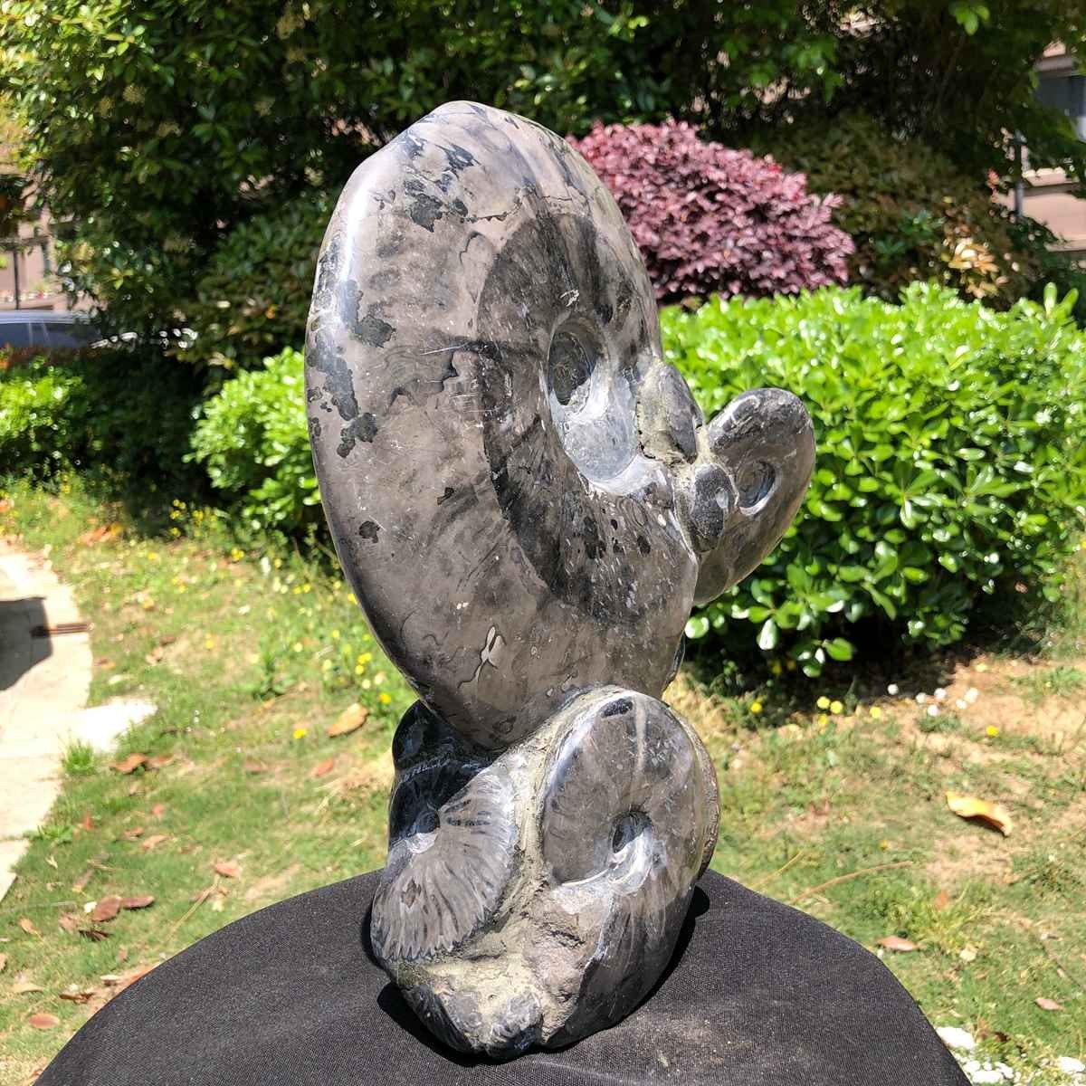 13.28LB Rarem Natural Tentacle Ammonite Fossil Specimen Shell Healing Madagas