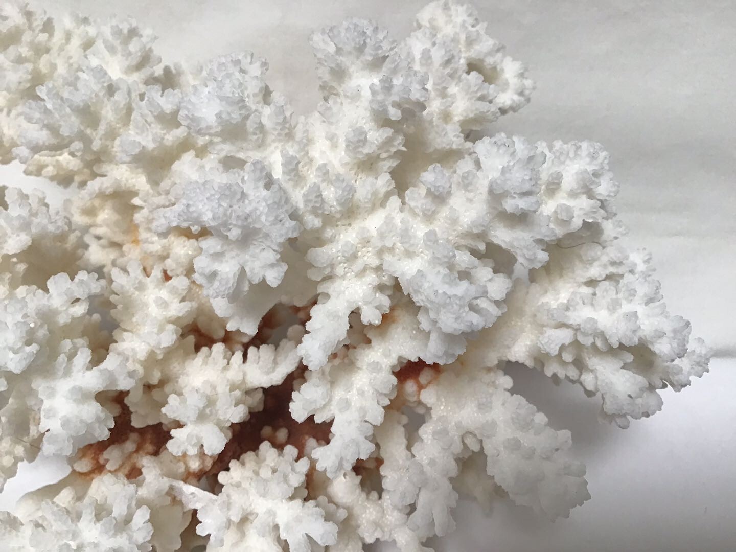 Douzu Healing Crystal 1PC Natural White Coral Fossil Cluster Crystal