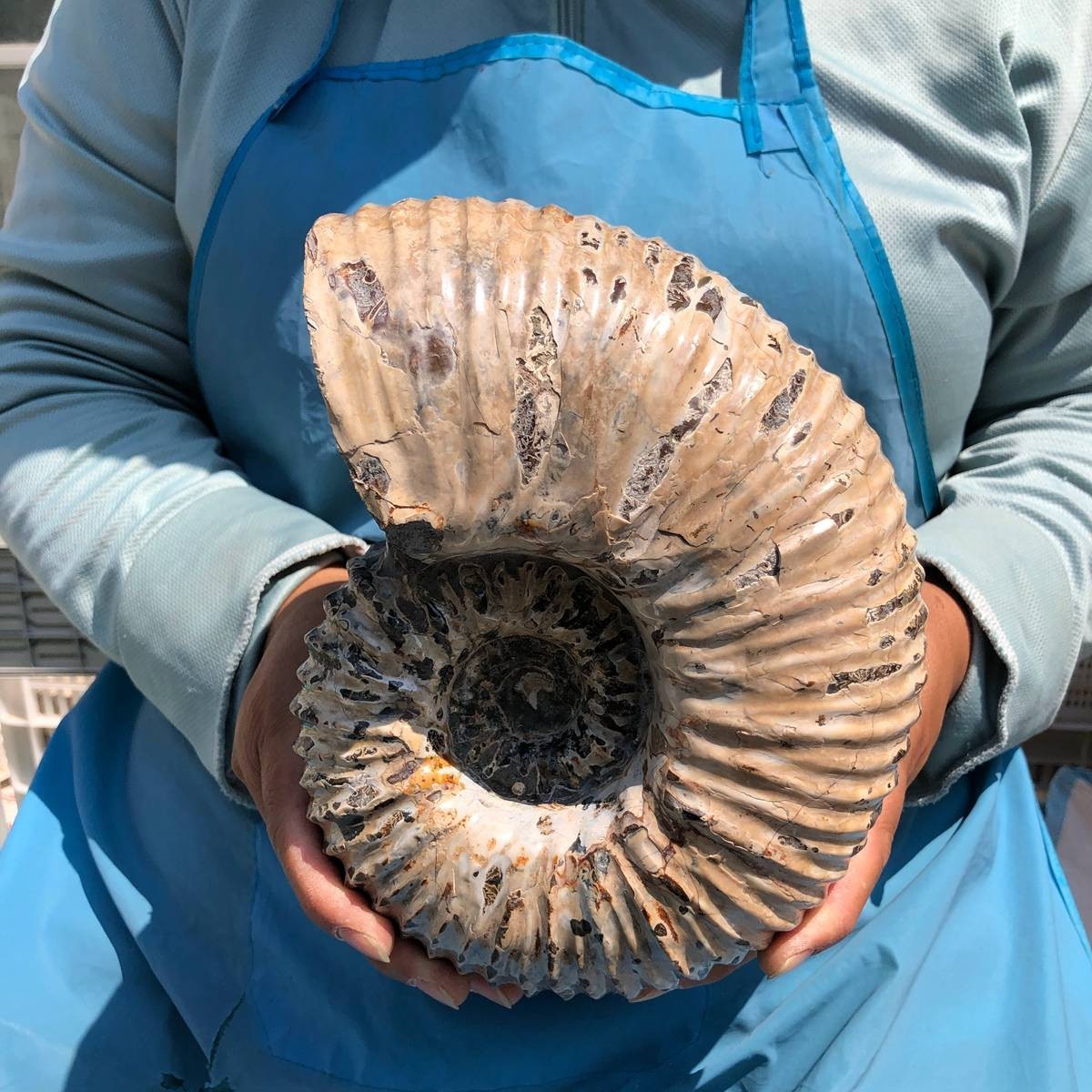 7.45LB Natural Beautiful Ammonite Fossil Conch Crystal Specimen Healing 5392