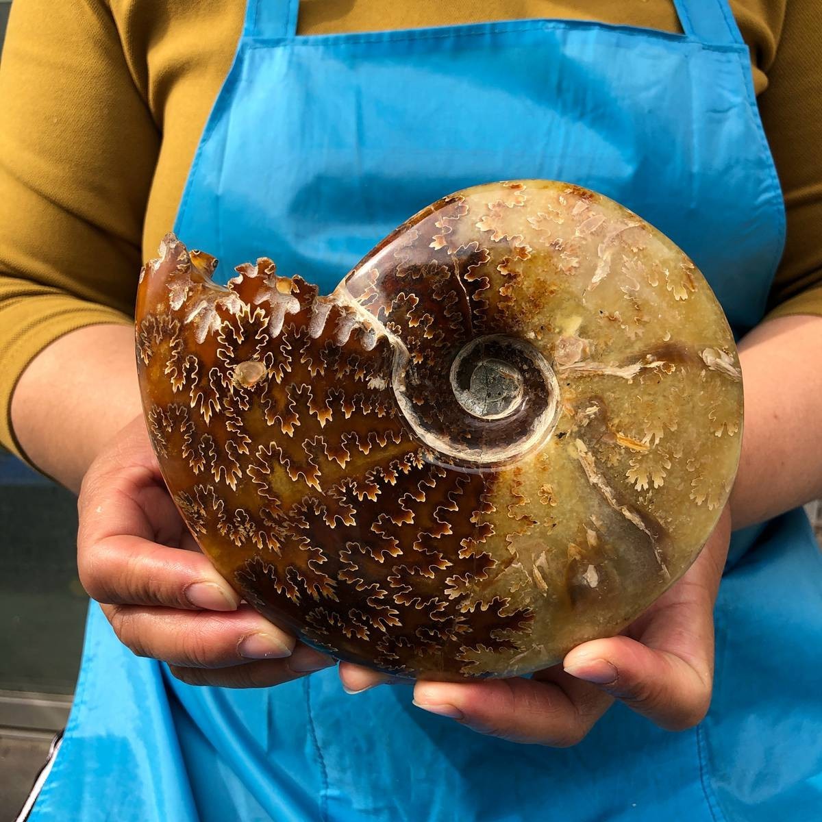 2pcs 3.47LB Natural Beautiful Ammonite Fossil Conch Crystal Specimen Healing