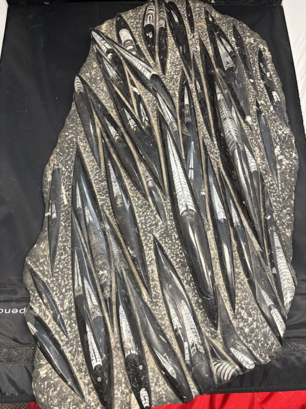 Natural Moroccan paleontological Orthoceras fossil specimen 31 1/2 X 16, 60lbs