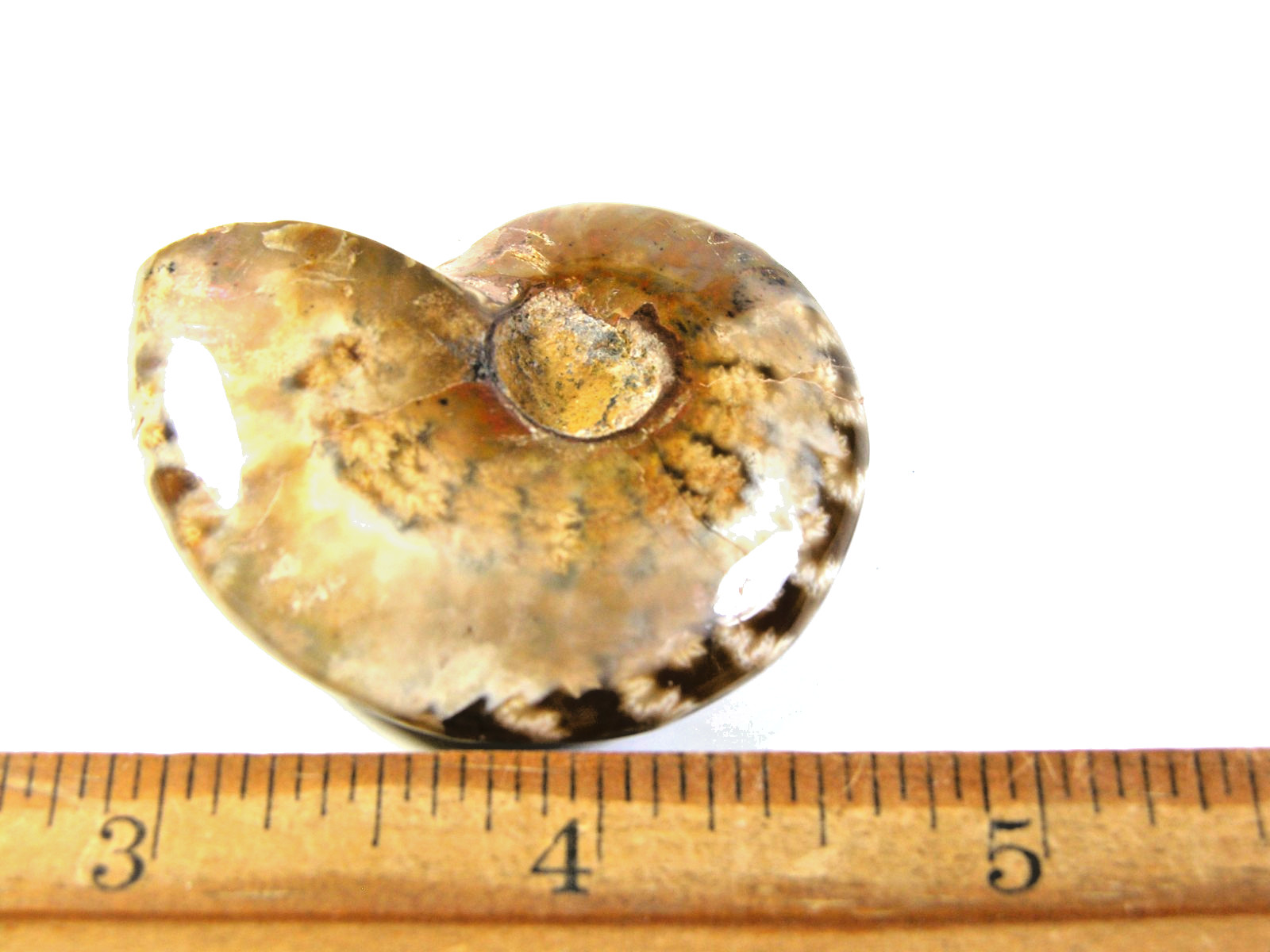 Ammonite fossil polished 2×1 1/2″ + showing suture &fire Madagascar ms63