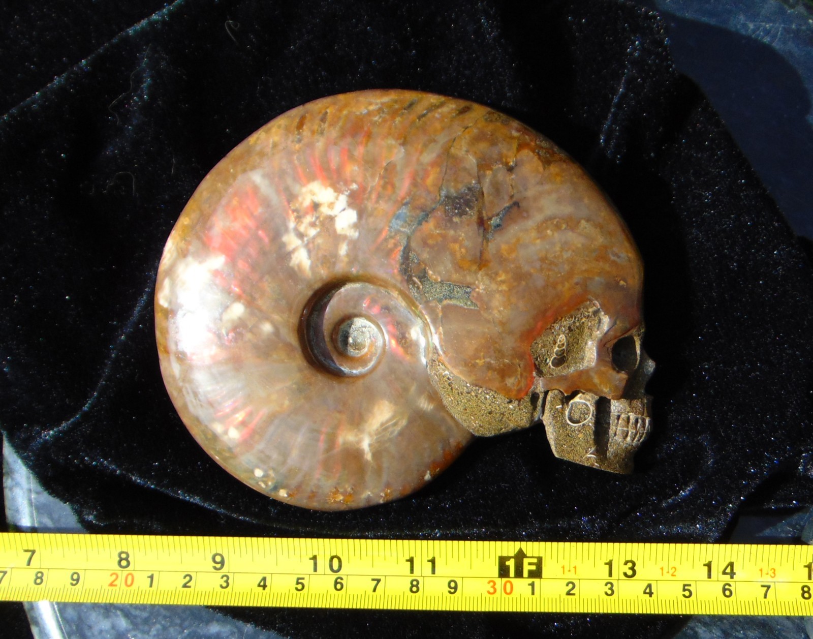 Carved Skull Ammonite from Skullis