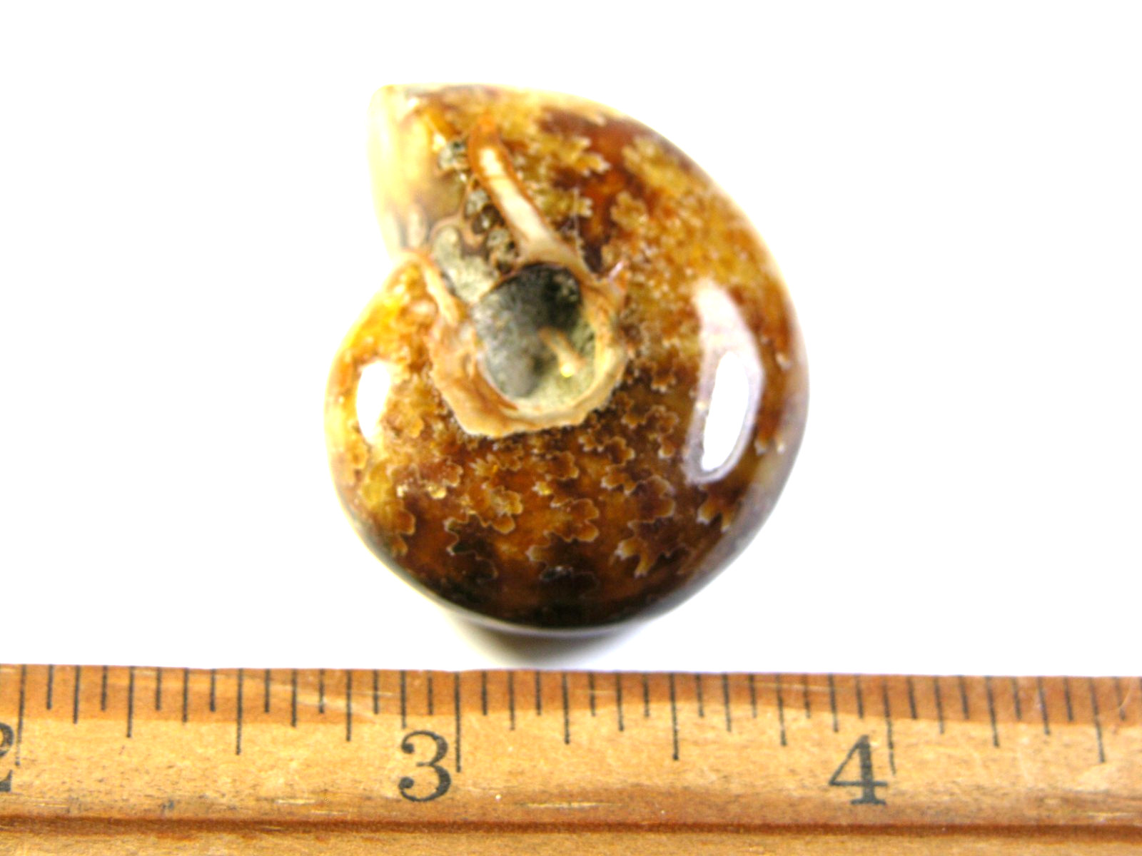 Ammonite fossil polished 1 1/2″ + showing suture &fire Madagascar ms50