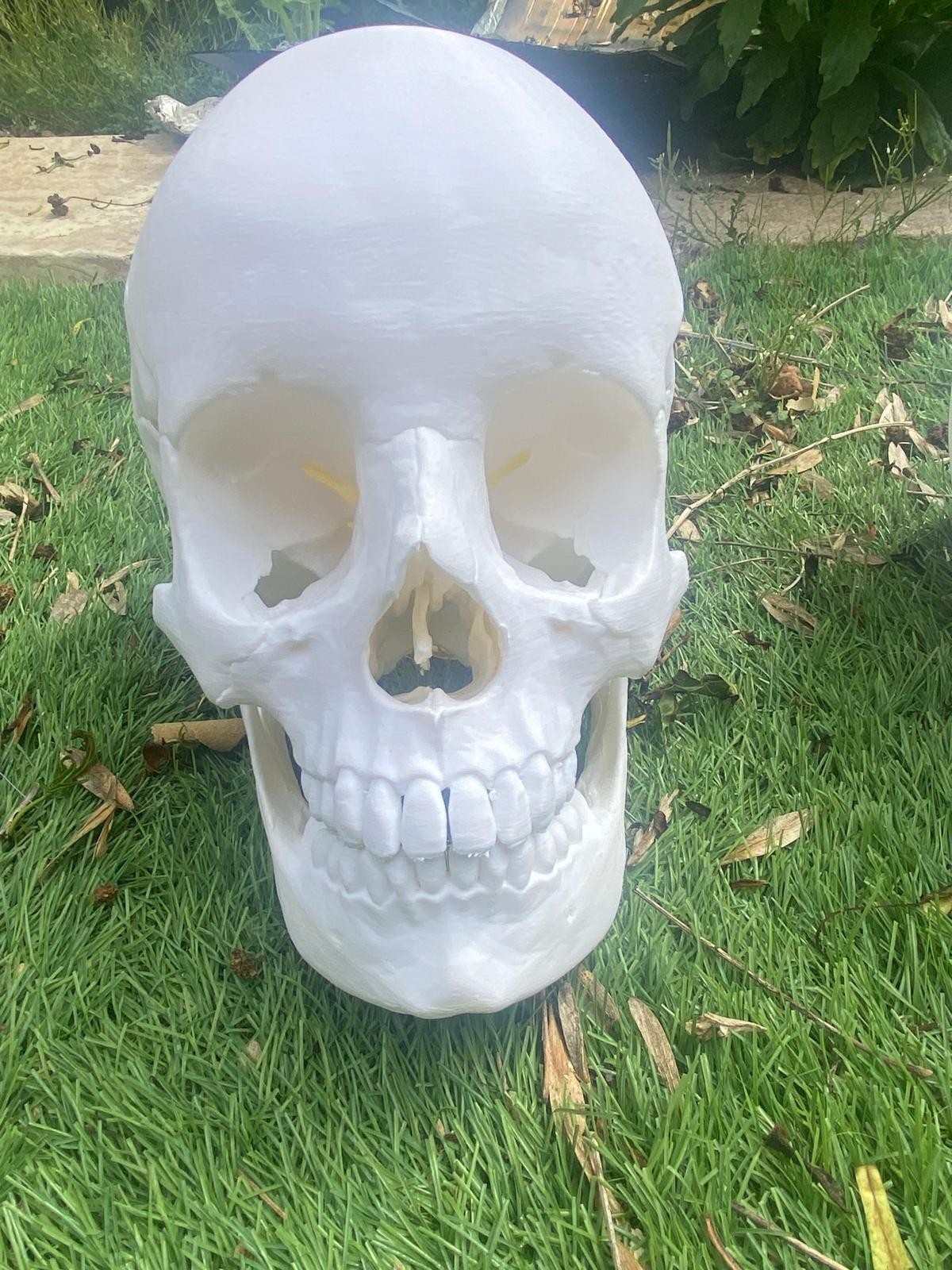 life Size Human Skull Replica 3D Printed Based on Real Anatomy Separat Jaw