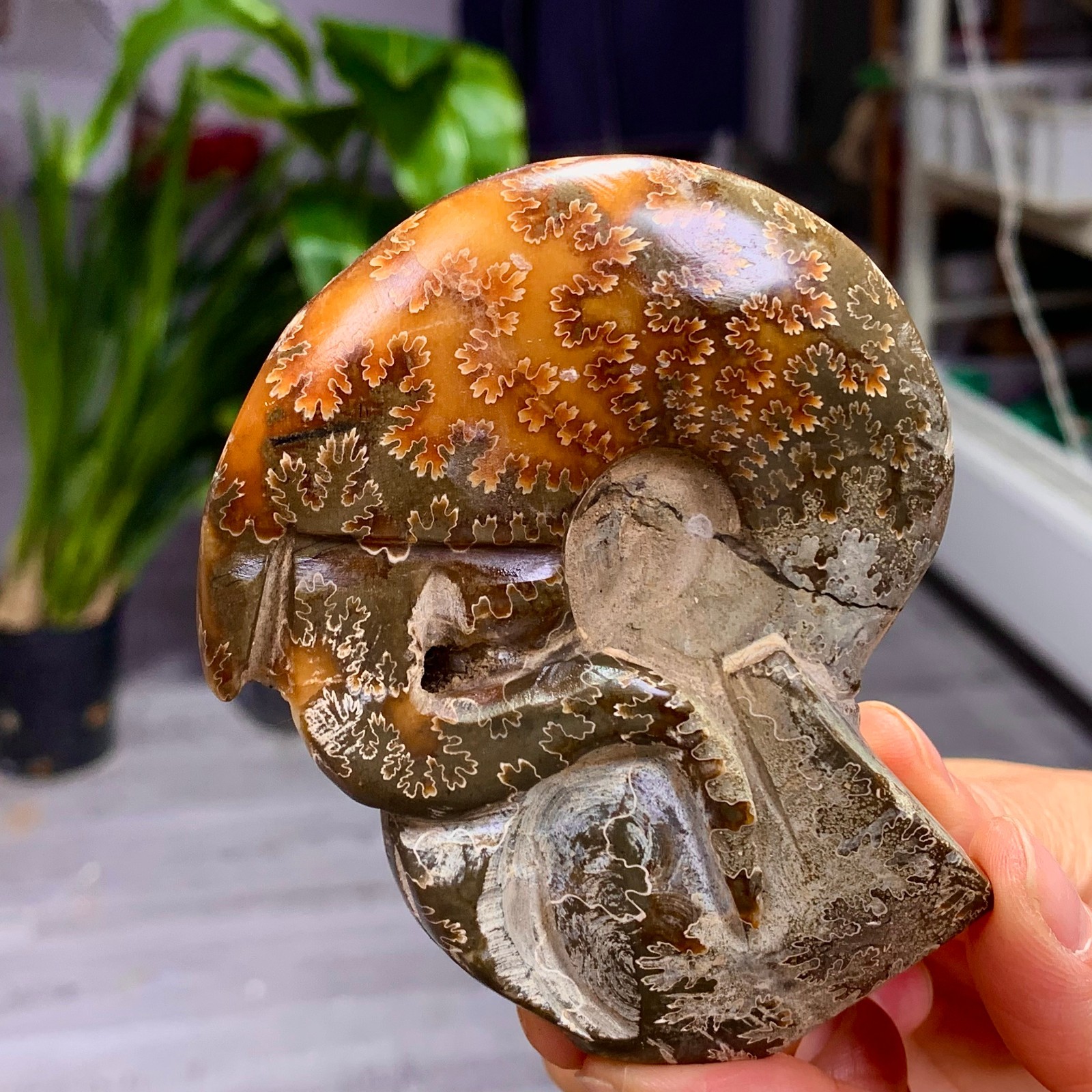 180G Rare! Natural tentacle ammonite fossil shell healing Madagascar