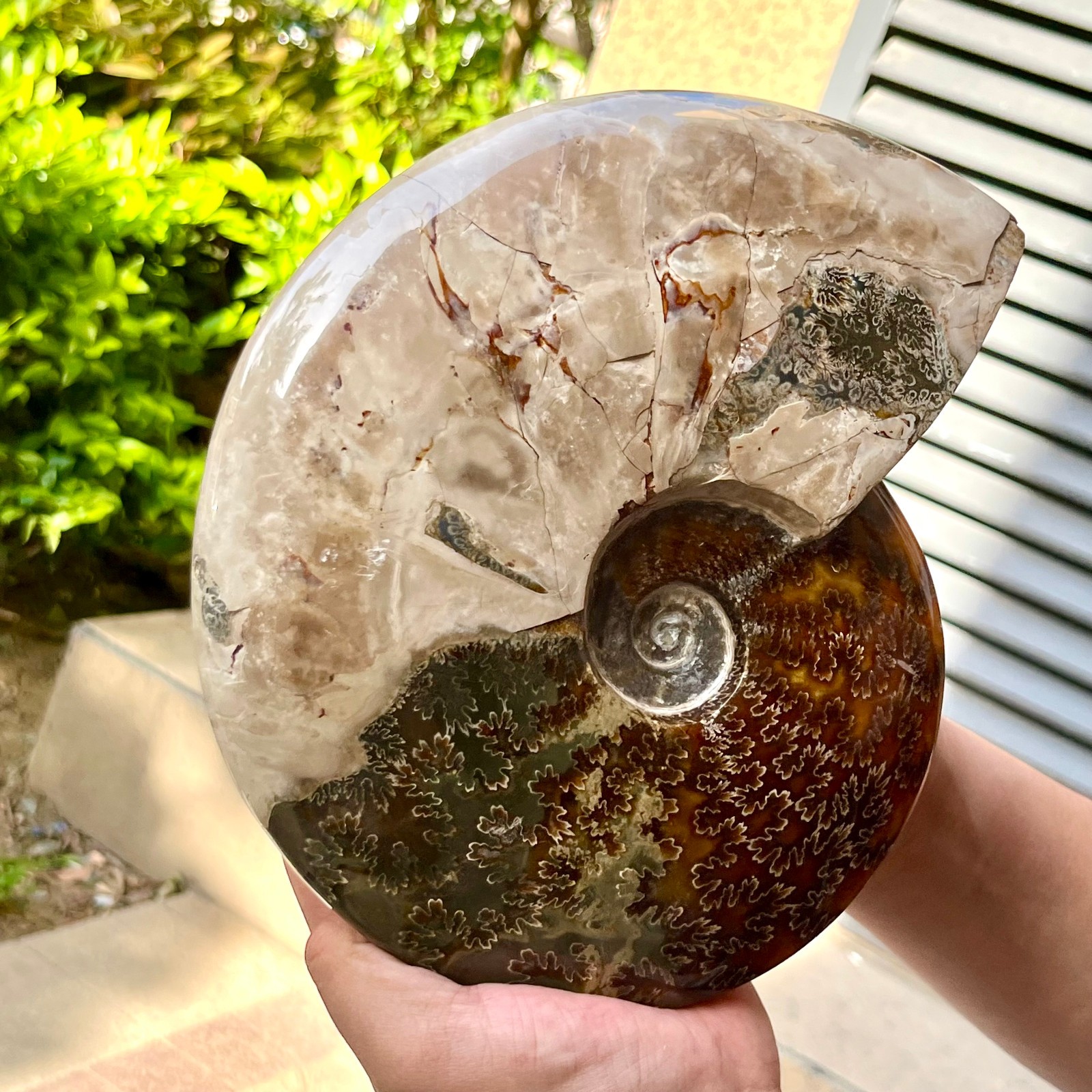 Polished Madagascar Ammonite Fossil Natural Gemstone Spiral Shell Decor 6.3 lb