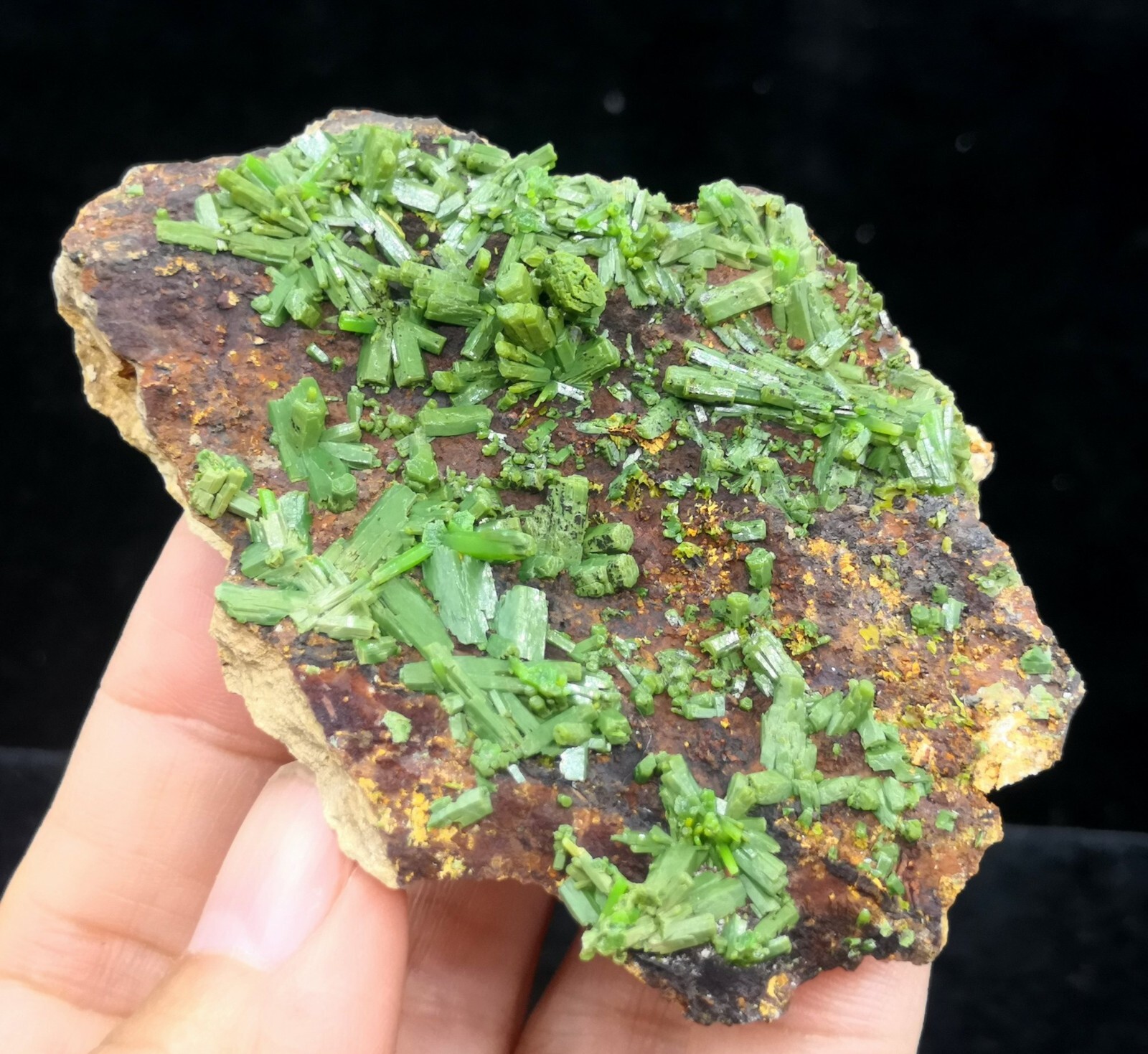 73mm New find ‘Matcha-Green’ Pyromorphite on matrix