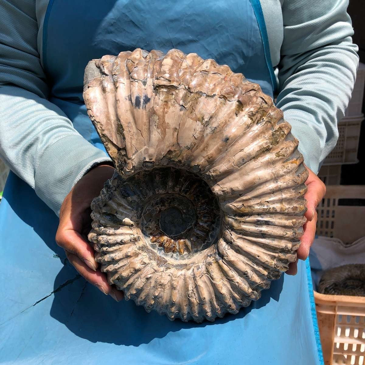 11.52LB Large Natural Beautiful Ammonite Fossil Conch Crystal Specimen Healing