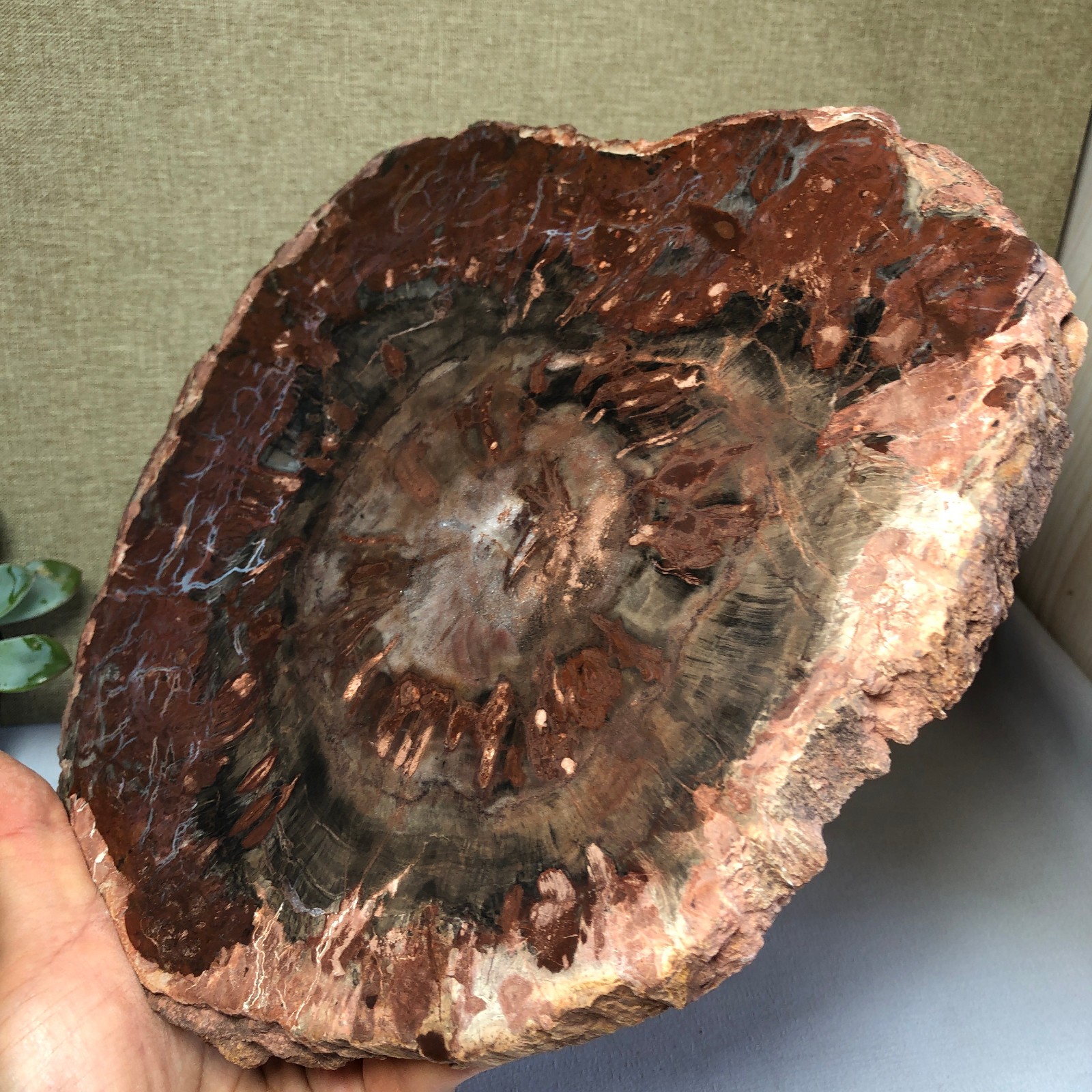 1.58kg natural Beautiful Petrified Wood Crystal mineral Slice Specimens g7689