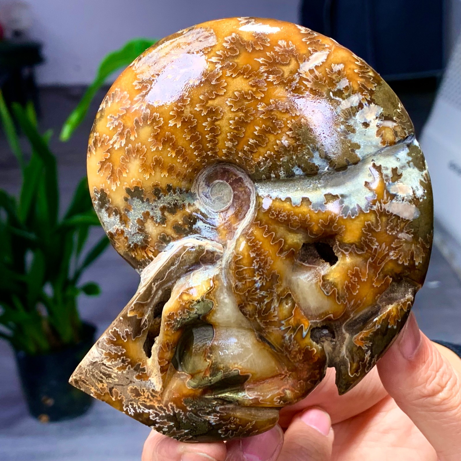364G Rare! Natural Tentacle Ammonite Fossil Shell Healing Madagascar
