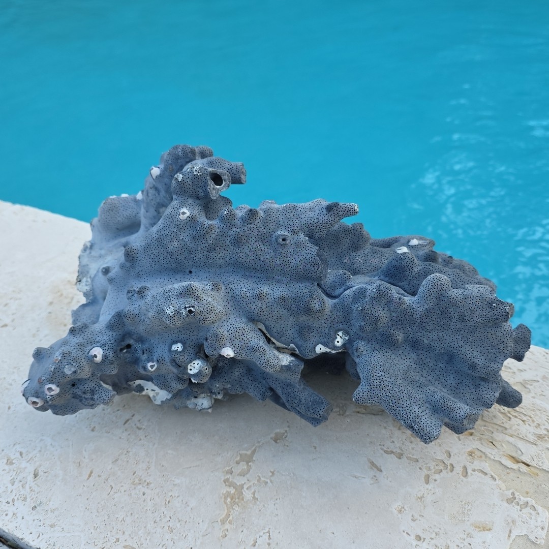 10 lb Nat Blue Coral Reef Cluster Marine Mineral Crystal Specimen Aquarium 14″