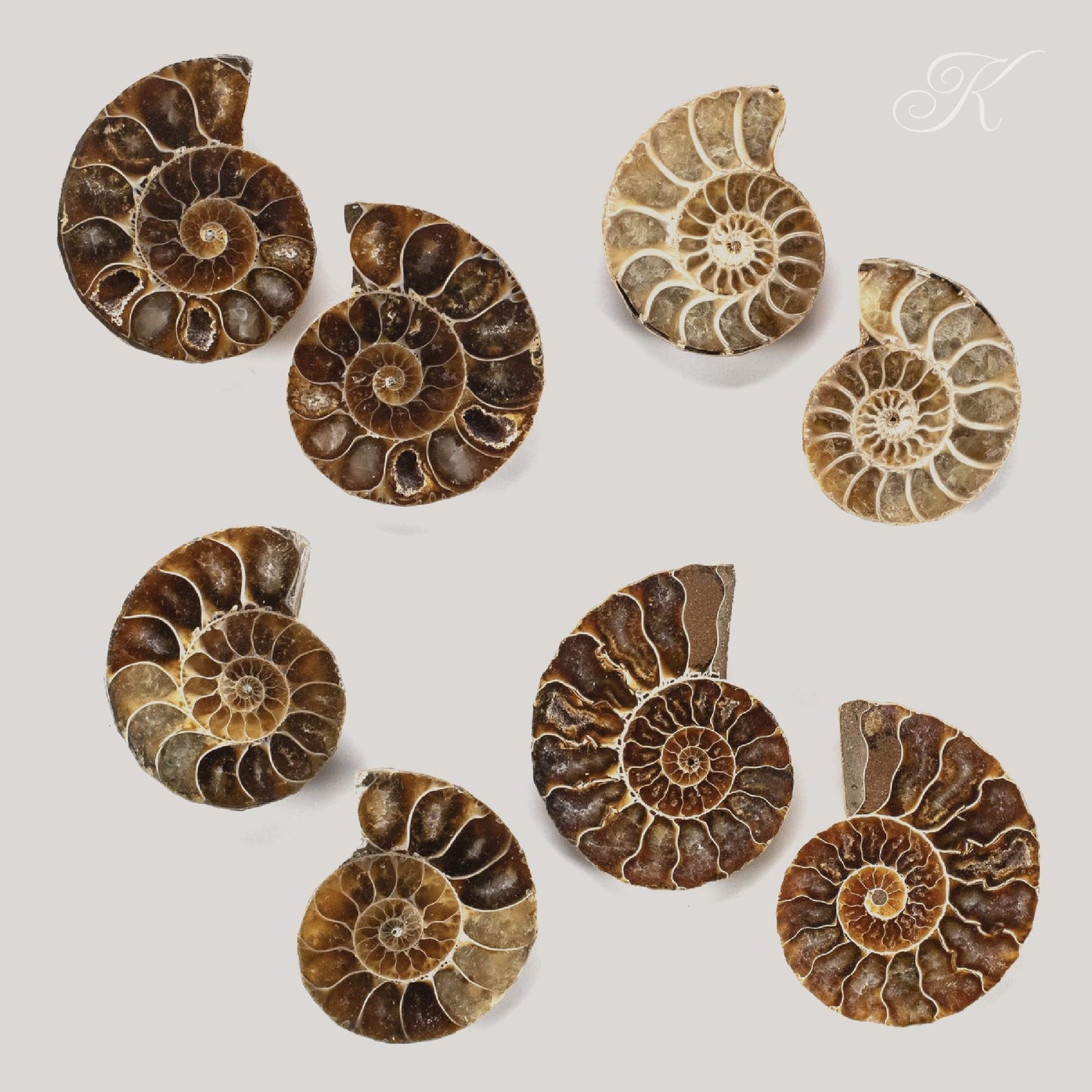 KALIFANO Extinct Natural Polished Ammonite Shell Pair Fossil Stone – Mineral …