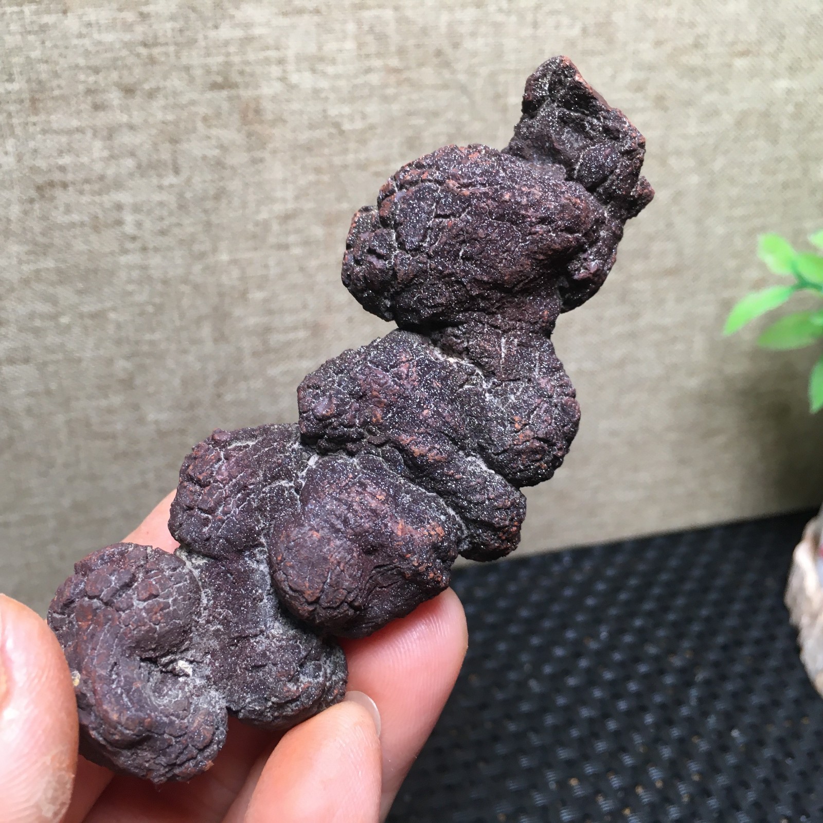 100g Natural dung coprolite Petrified Poop crystal Specimen fb1479