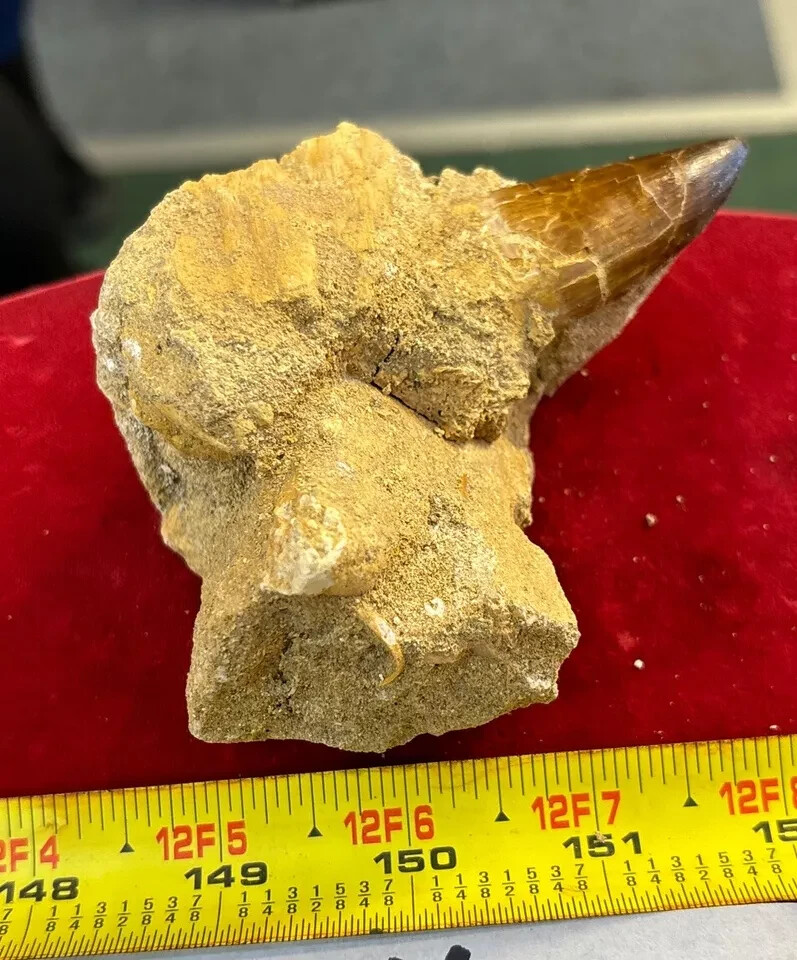 245g Mosasaurus Tooth in Matrix Excellent Condition – Utah, US