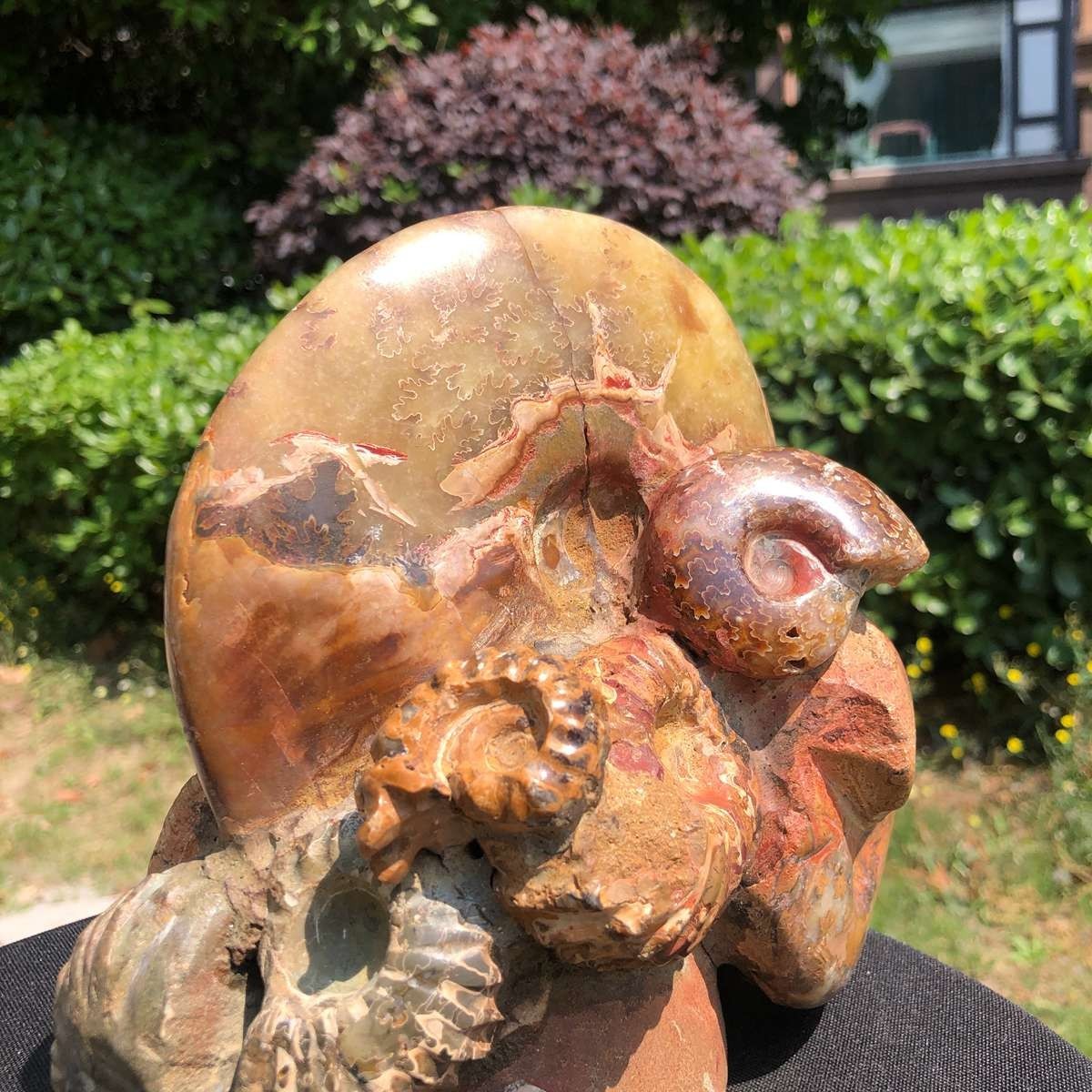 5.08LB Natural Large Beautiful Ammonite Fossil Conch Crystal Specimen Healing