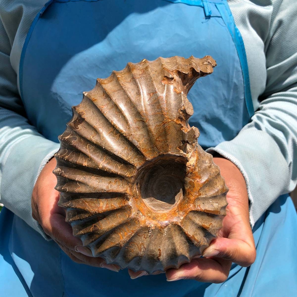 4.04LB Natural Beautiful Ammonite Fossil Conch Crystal Specimen Healing 5395