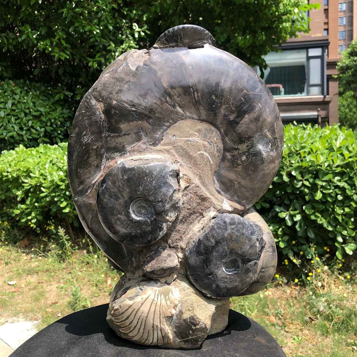 23.4LB Natural Beautiful Ammonite Fossil Conch Crystal Specimen Healing 5121