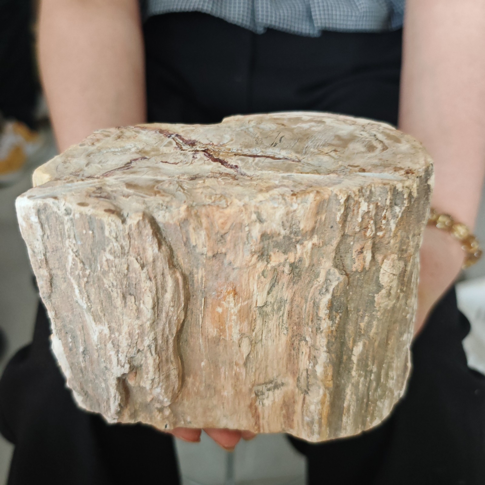 4.84LB Natural crystal Petrified Wood Segment Decoration healing gift