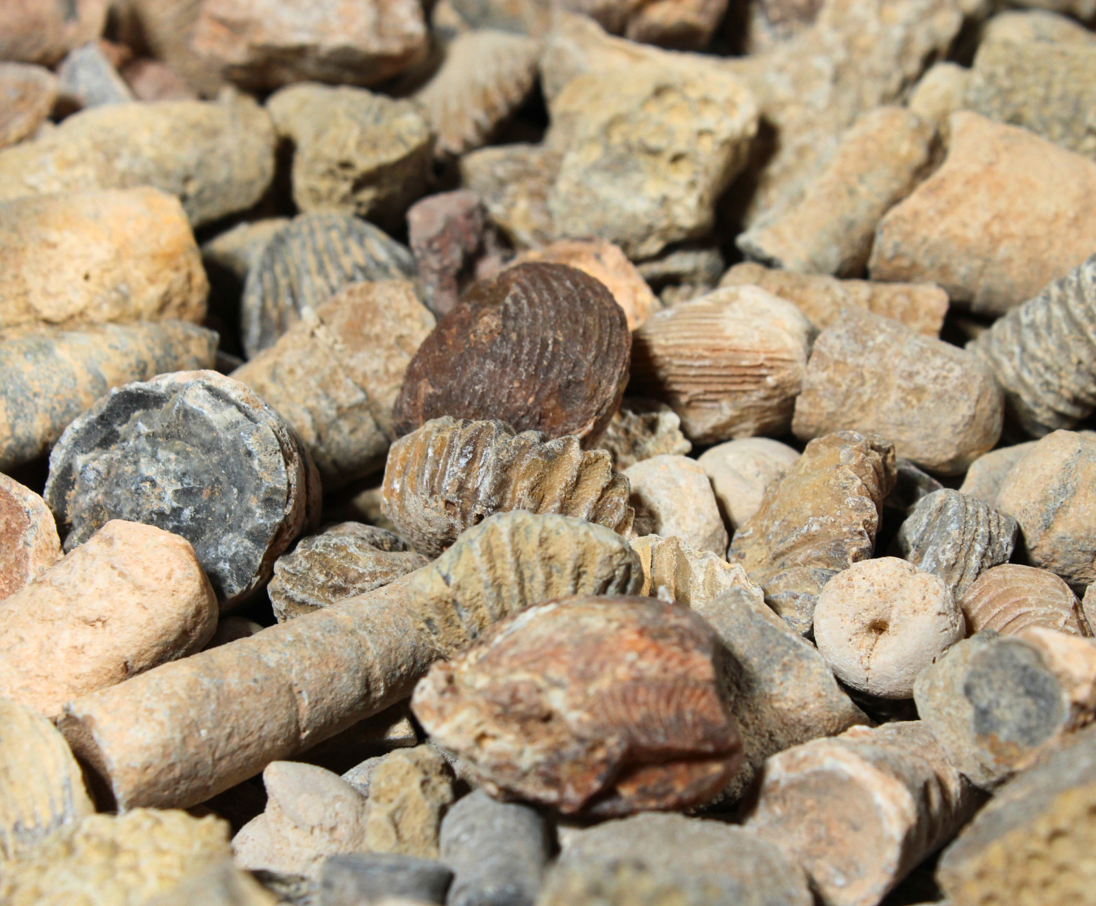 Fossil Mix – Rough Material for Tumbling – Bulk Wholesale 1LB options
