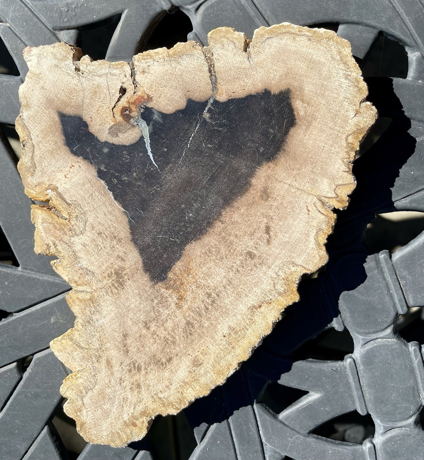 Petrified Wood From Madagascar Natural Fossils 9”11/64 x 7”7/32 x 45/64