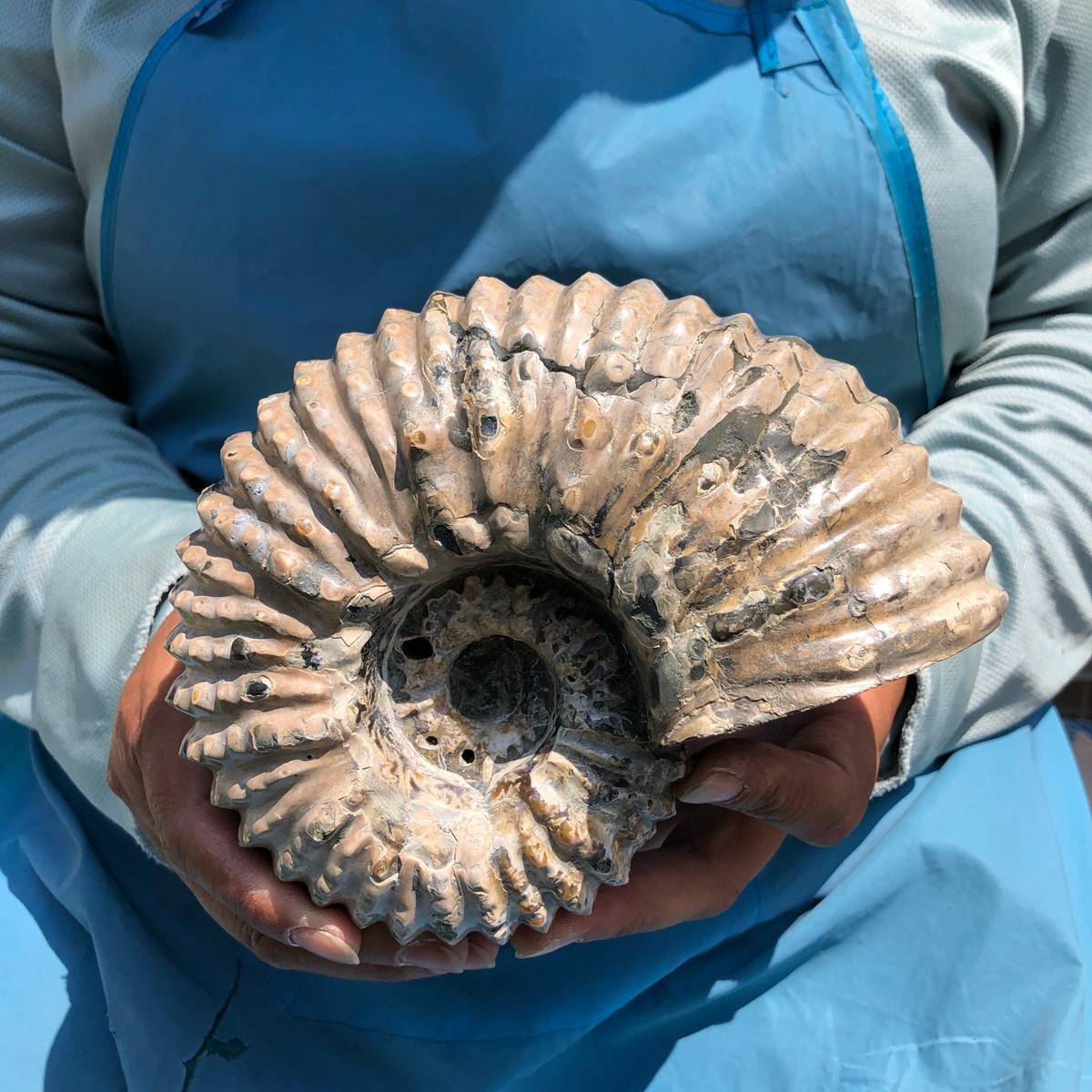 3.74LB Natural Beautiful Ammonite Fossil Conch Crystal Specimen Healing 5389