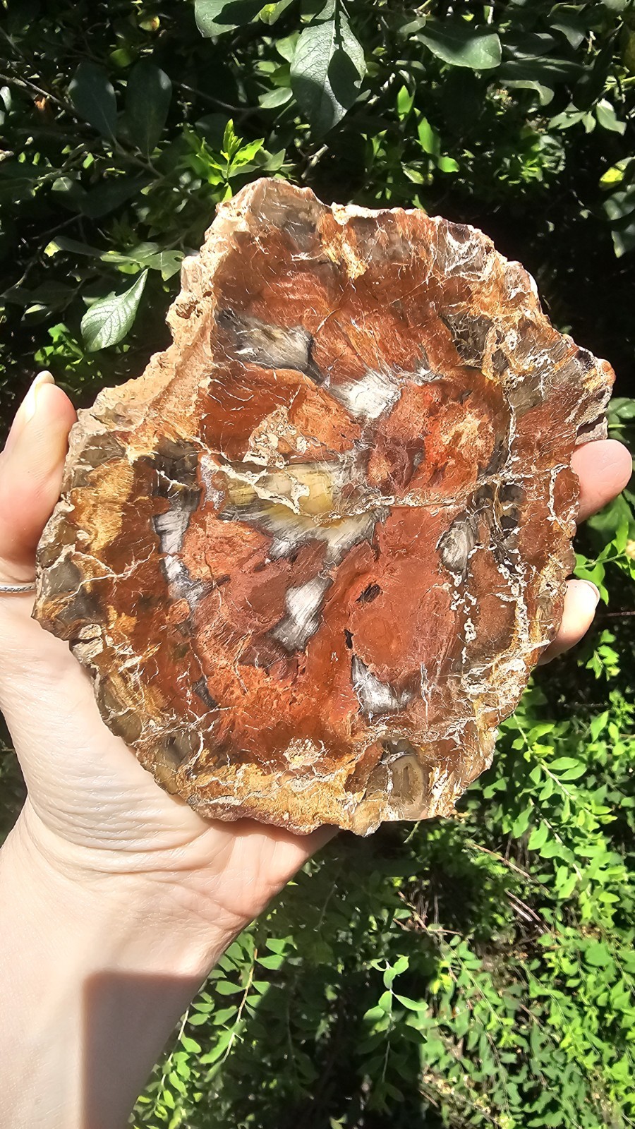 large petrified wood slice slab healer self Fossilised 431g 13.6cm pet