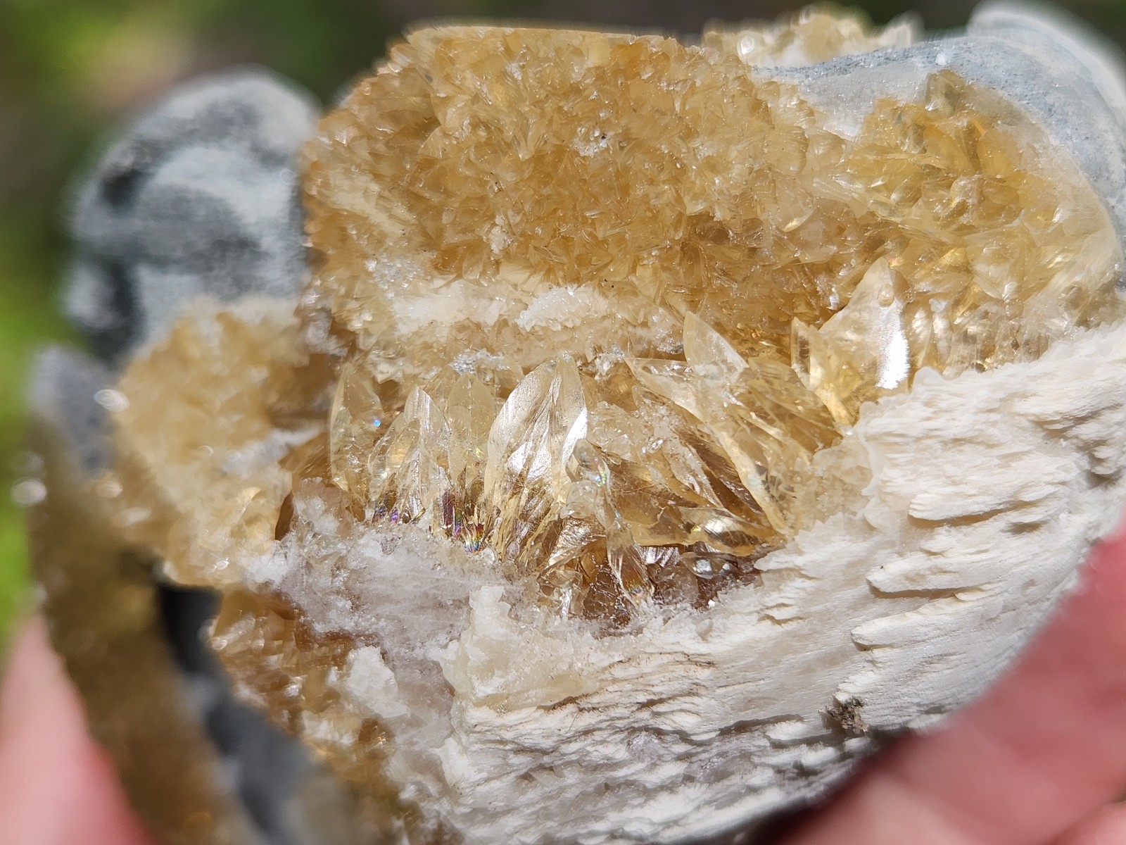 CALCITE CRYSTAL WHELK Shell Fossil Rucks Pit Florida dogtooth UV honey cluster