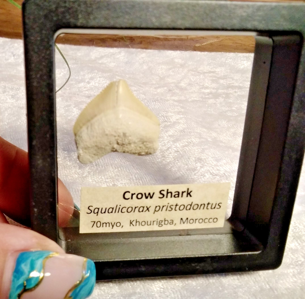 Squalicorax “Crow Shark Tooth” 70 MYO, Morroco ~ Display 7cm (A Black)