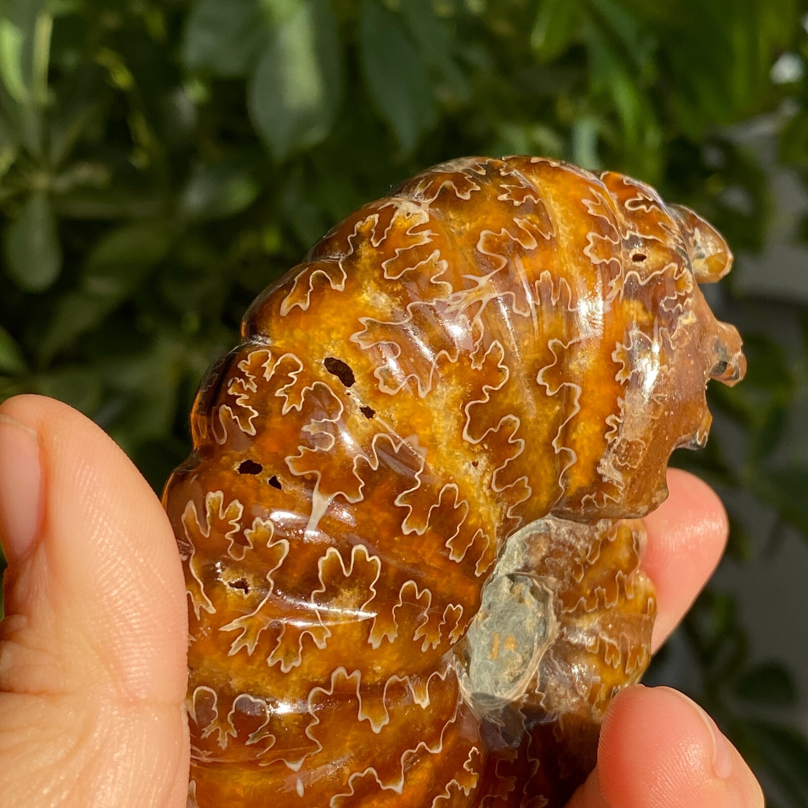 200g Top Natural Horn Screw Fossil Ammonite Conch Crystal Specimen Healing