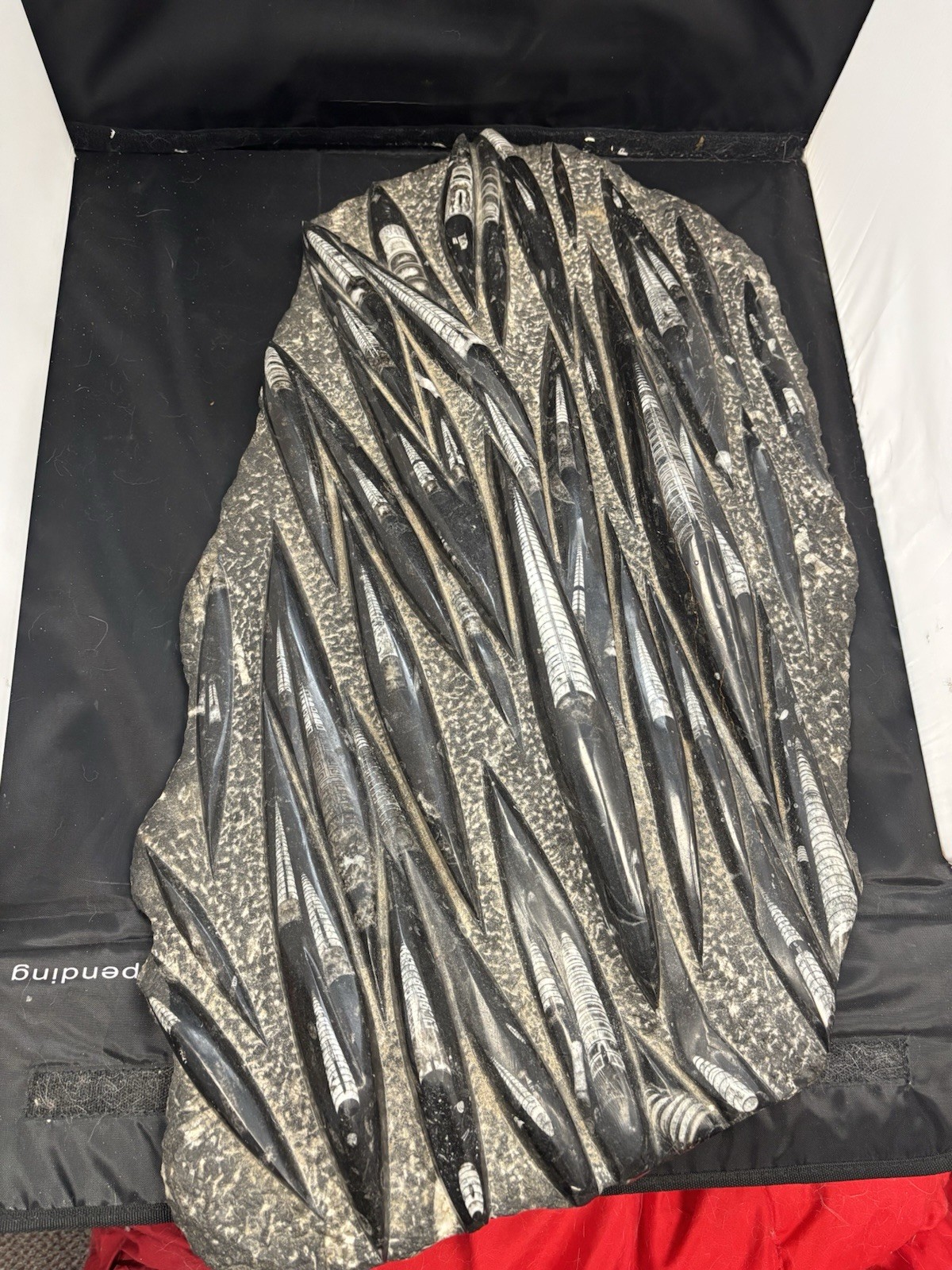 Natural Moroccan paleontological Orthoceras fossil specimen 31 1/2 X 16, 60lbs