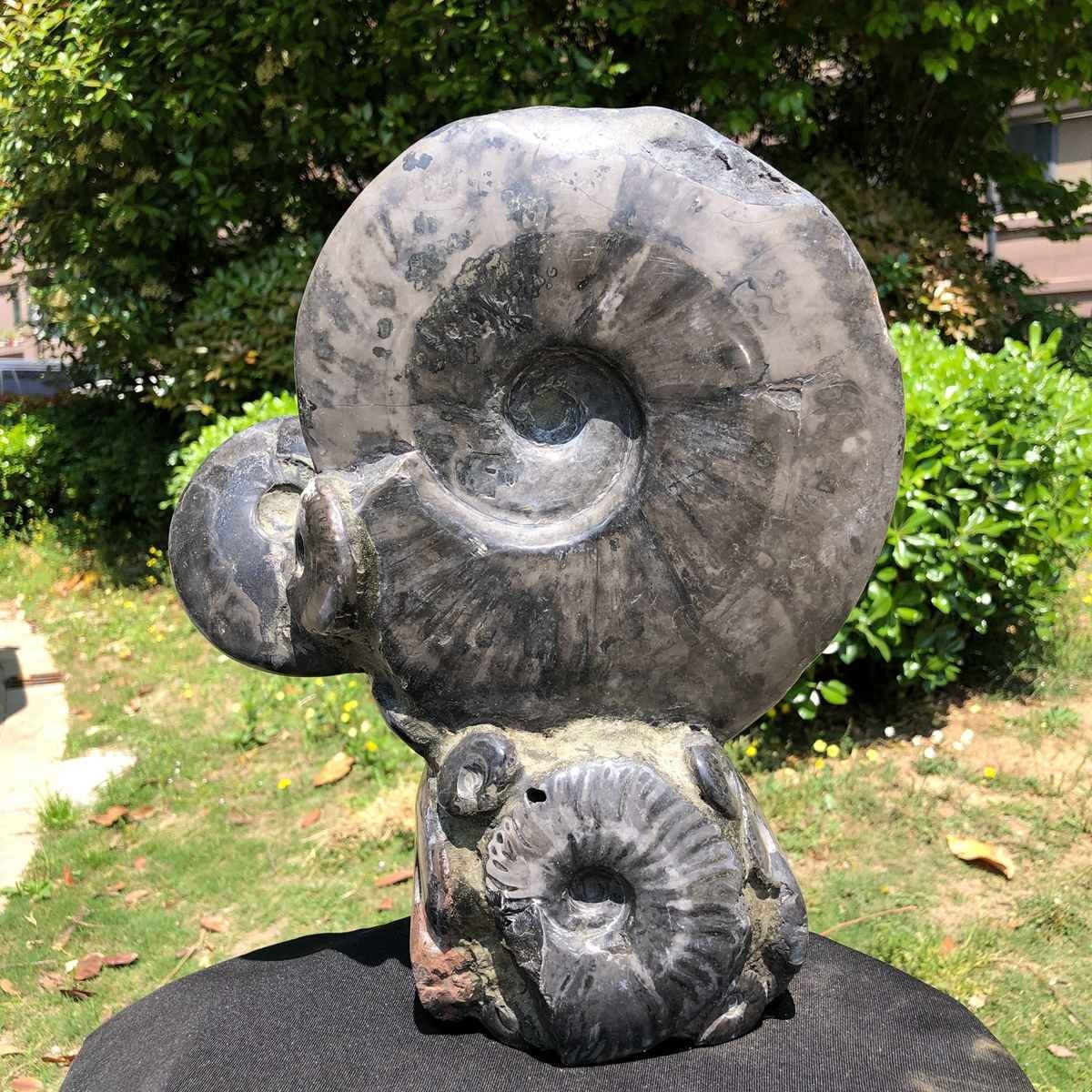 13.28LB Rarem Natural Tentacle Ammonite Fossil Specimen Shell Healing Madagas