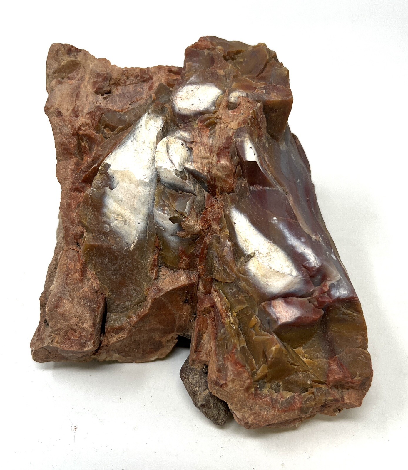 Loose Natural Stone – United States: Petrified Wood 2lb 3oz