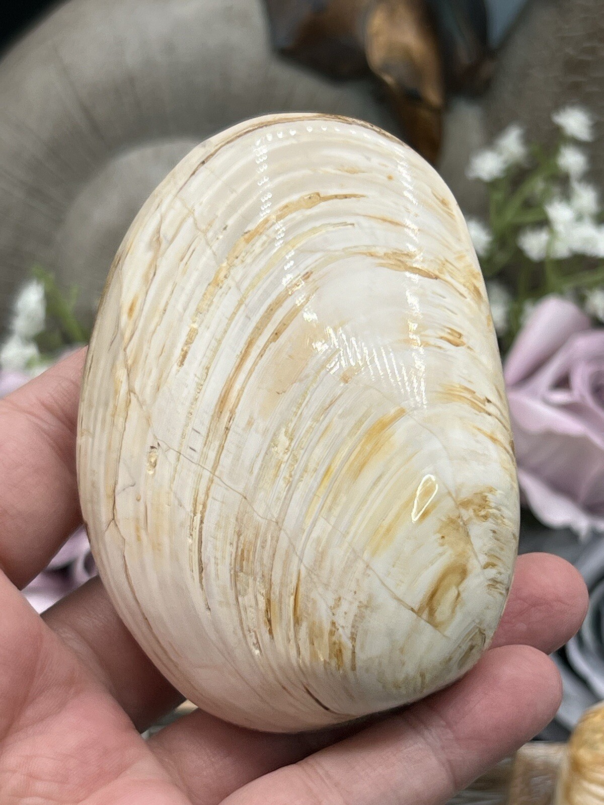 Natural Fossilized Polished Clam Shells from Madagascar Free ship & Gift
