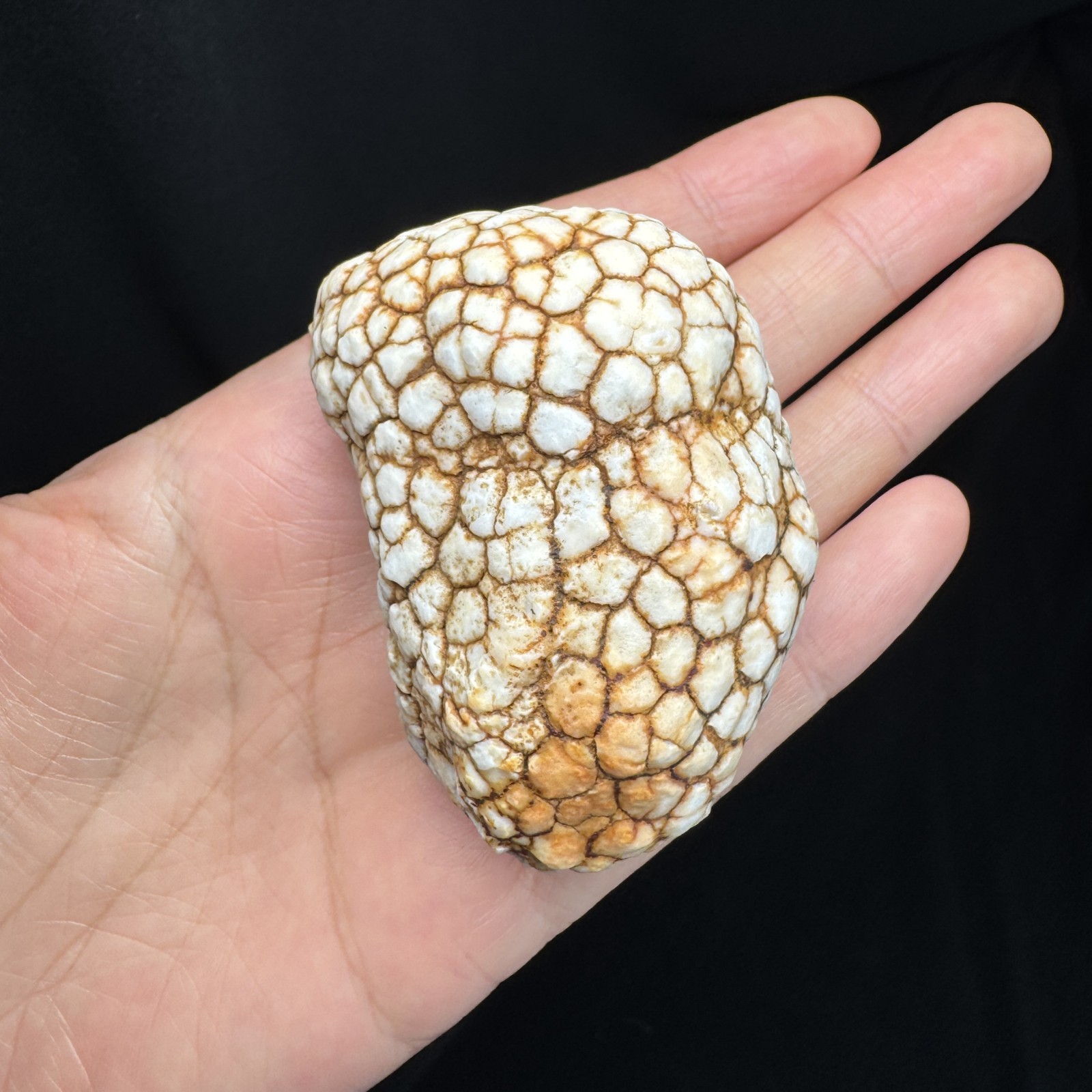 6cm/131g Raw African Tortoise Shell Pattern Gobi Stone-5180