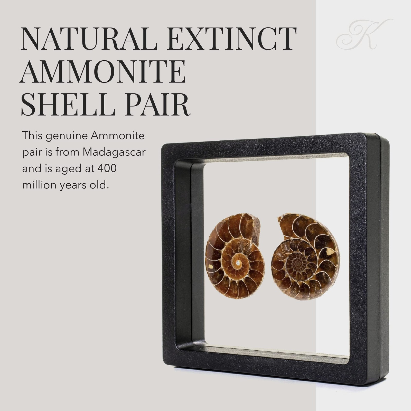 KALIFANO Extinct Natural Polished Ammonite Shell Pair Fossil Stone – Mineral …