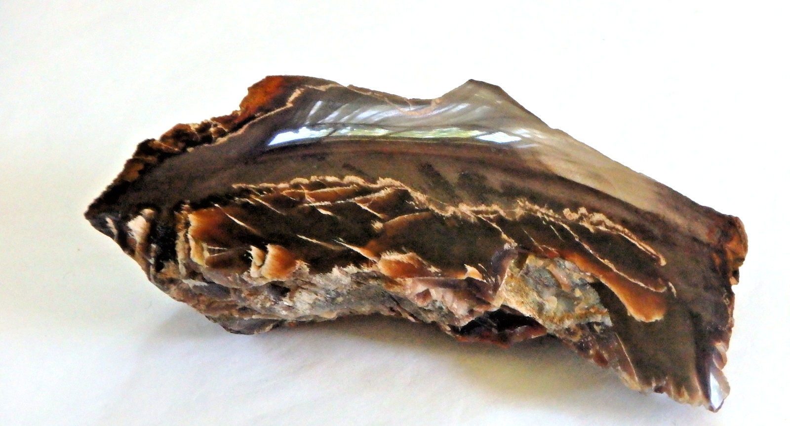 Fossil Petrified Wood 137.7 grams Polished top Raw bottom Old Stock