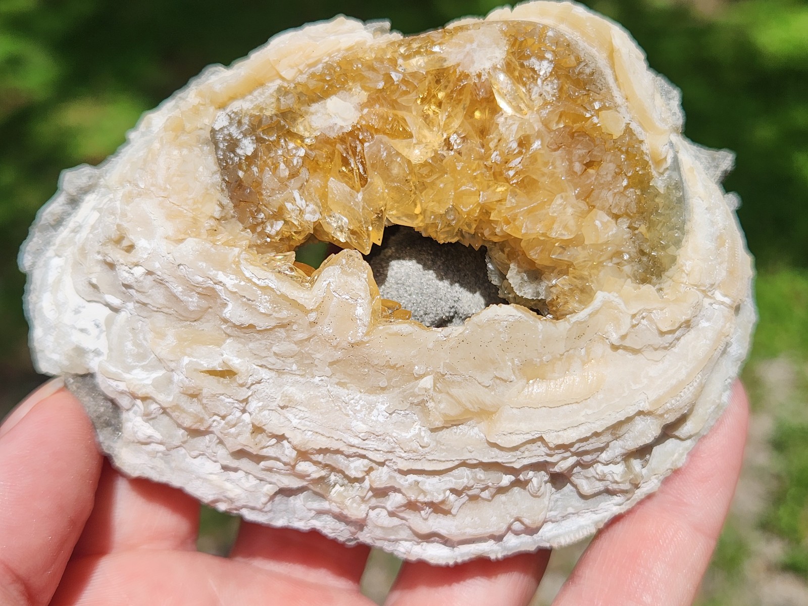 Calcite Crystal Clam Shell Fossil Rucks Pit Florida cut dogtooth clam honey UV