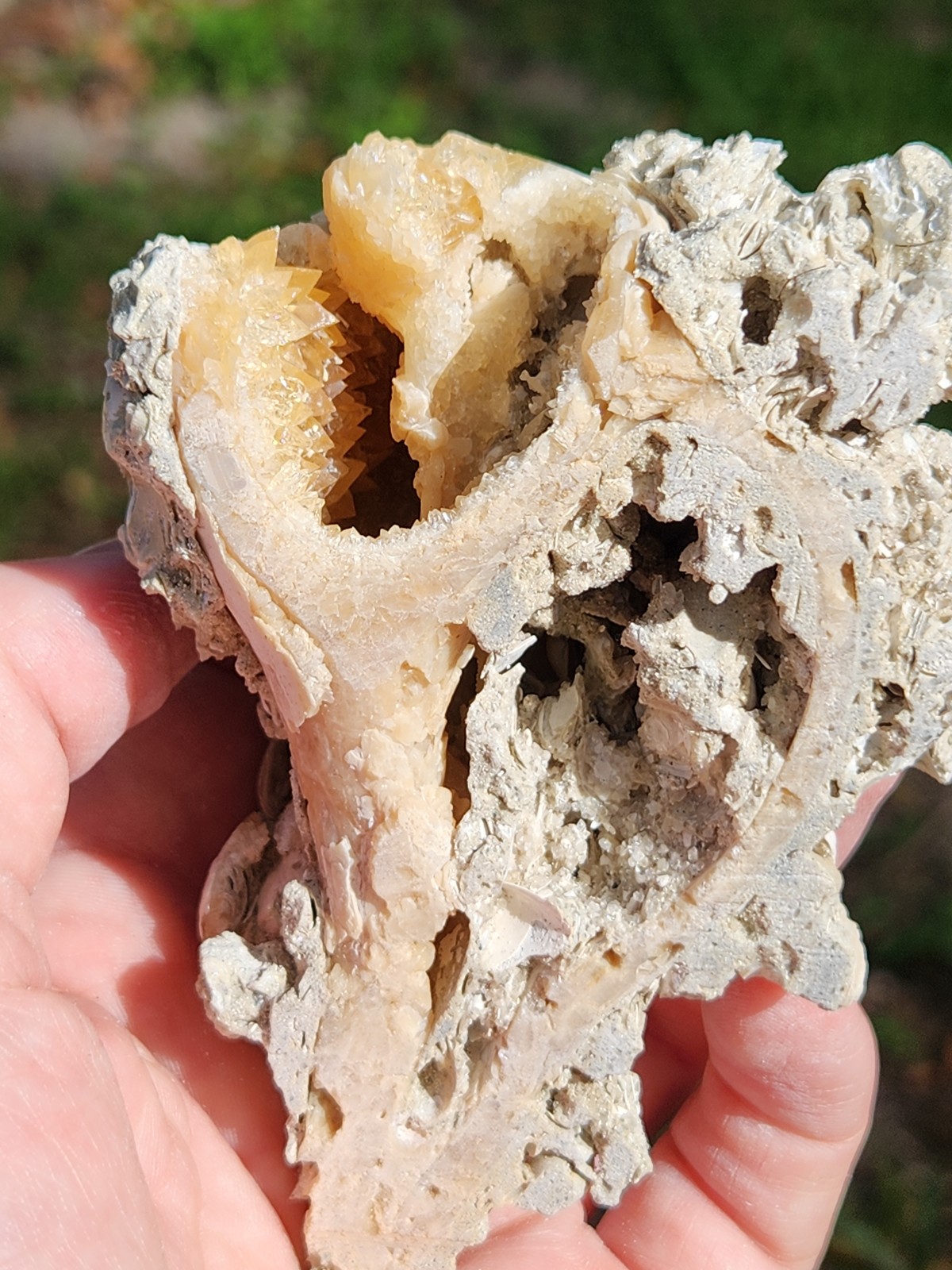 Calcite WHELK SHELL Fossil Rucks Pit Florida dogtooth UV crystal honey