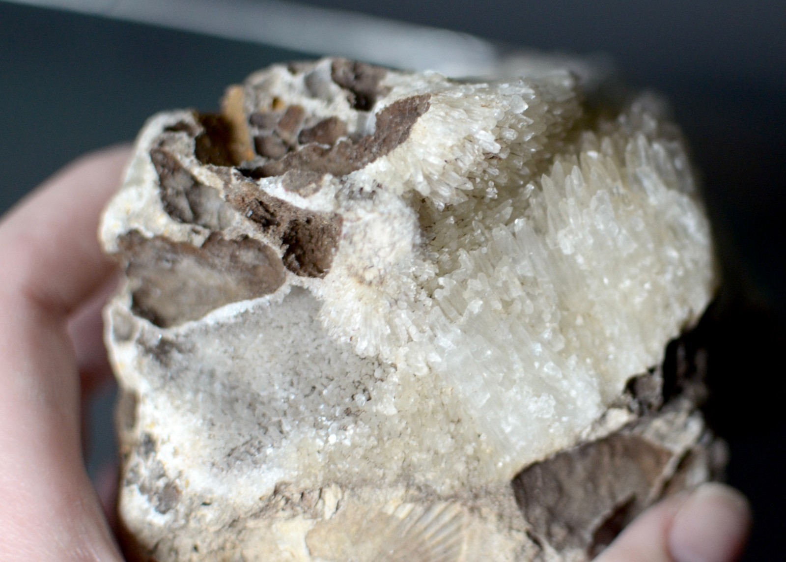 Fluorescent Aragonite Needle Spray in Fossil Matrix | Crystal River, Florida
