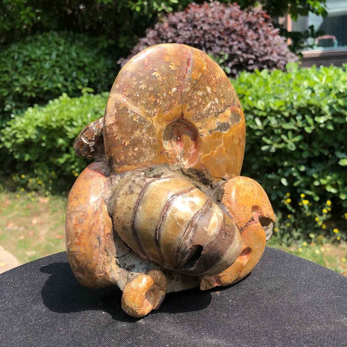 5.08LB Natural Large Beautiful Ammonite Fossil Conch Crystal Specimen Healing