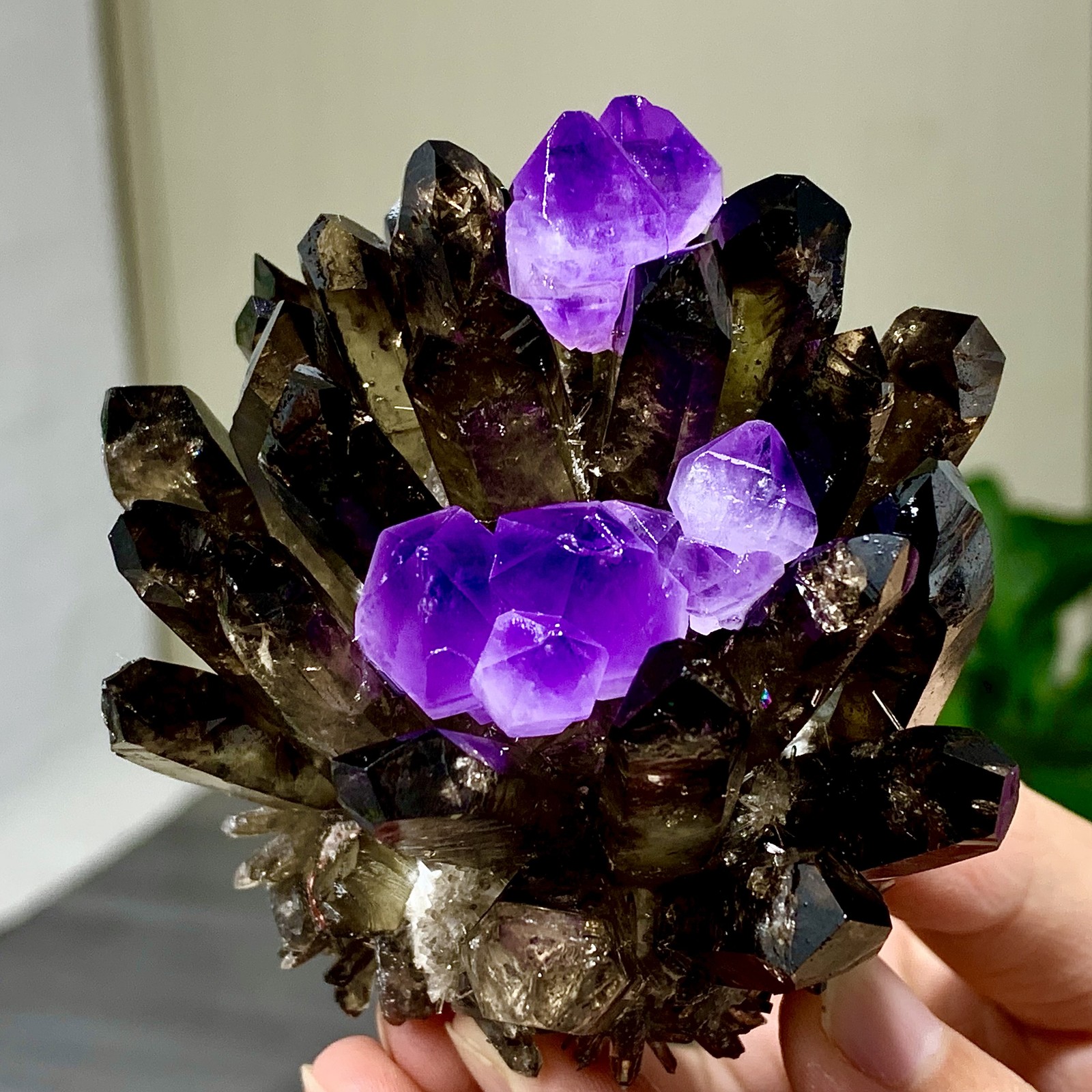 290G New Find black+purple Phantom Quartz Crystal Cluster Mineral Specimen
