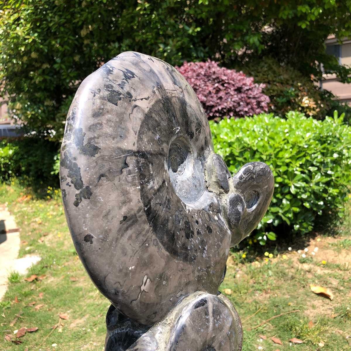 13.28LB Rarem Natural Tentacle Ammonite Fossil Specimen Shell Healing Madagas