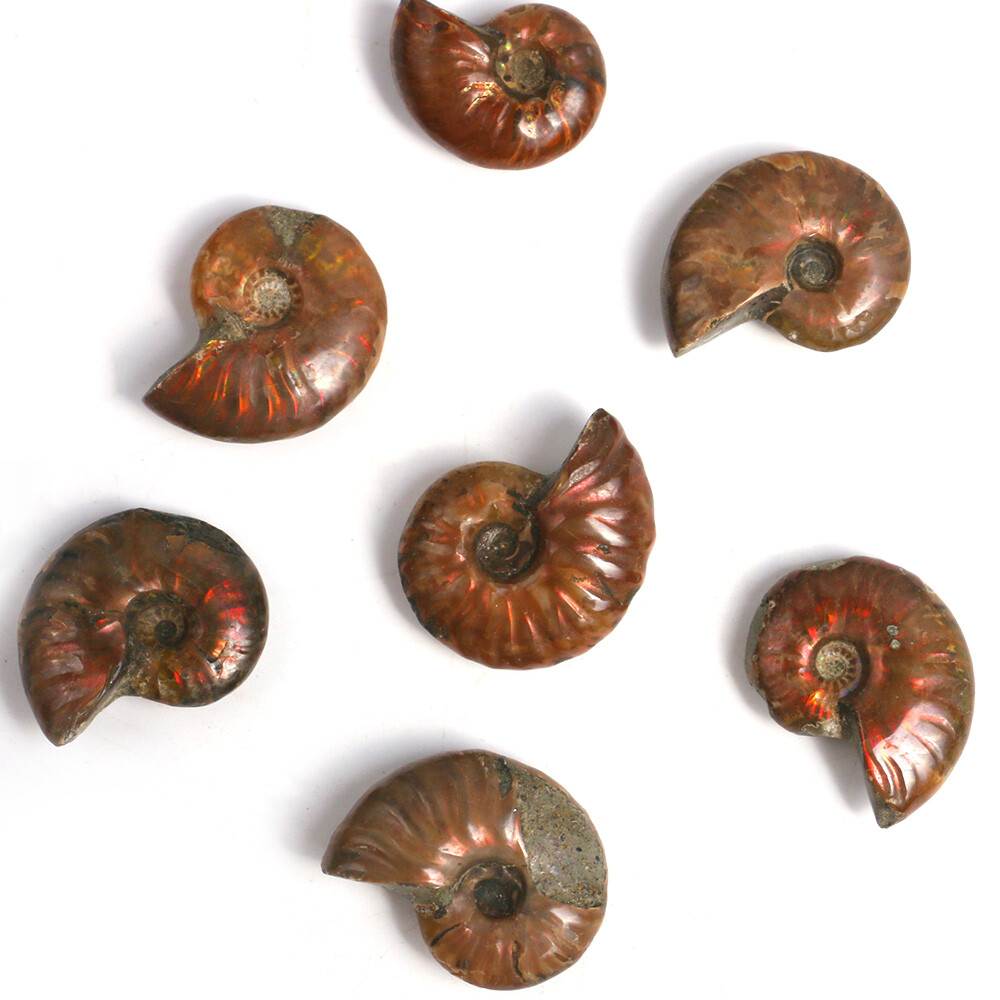 1pc 100% Natural Nautilus Ammonite Fossil Specimen Shell Healing Madagascar