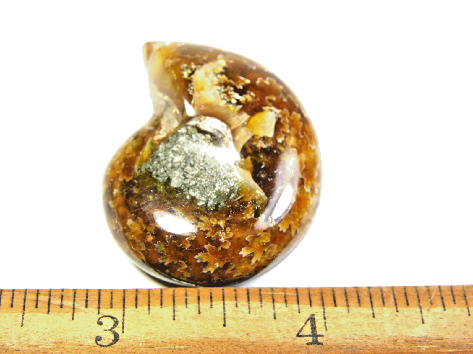 Ammonite fossil polished 1 1/2″ + showing suture lines Madagascar ms10