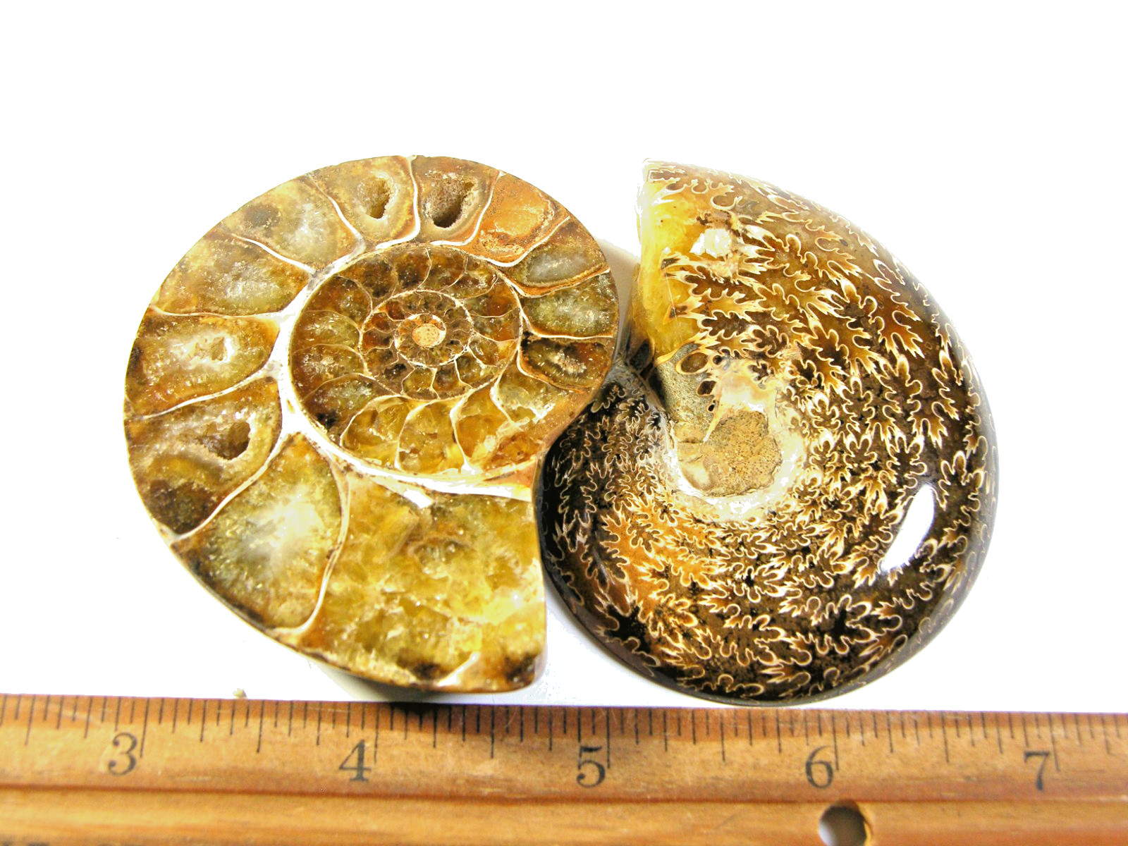 Ammonite fossil polished 3×2″ + showing suture lines Madagascar ms72