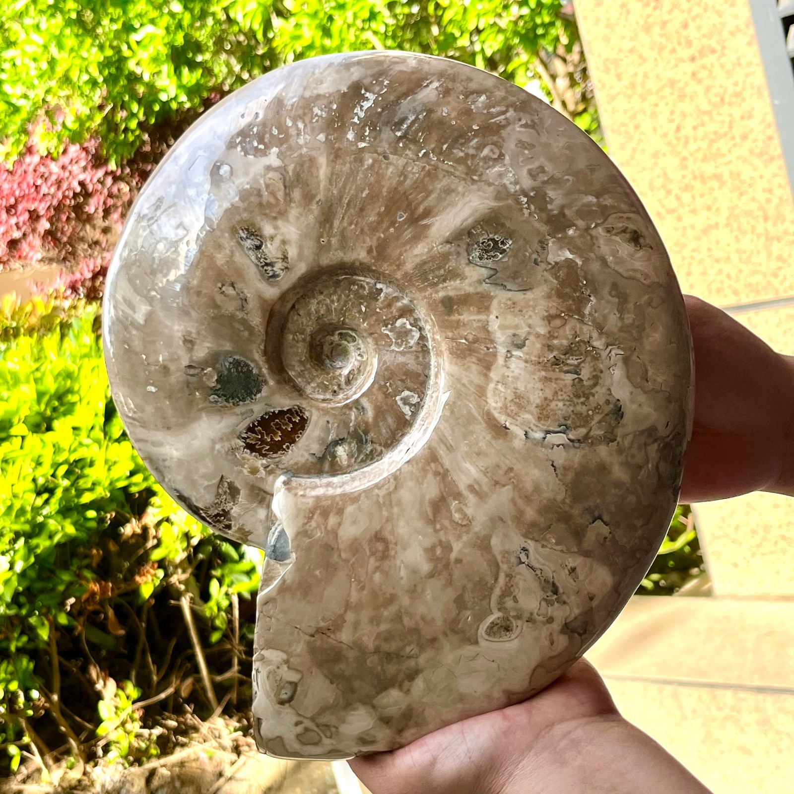 Polished Ammonite Fossil Madagascar Natural Spiral Sea Shell Gem 11 lb