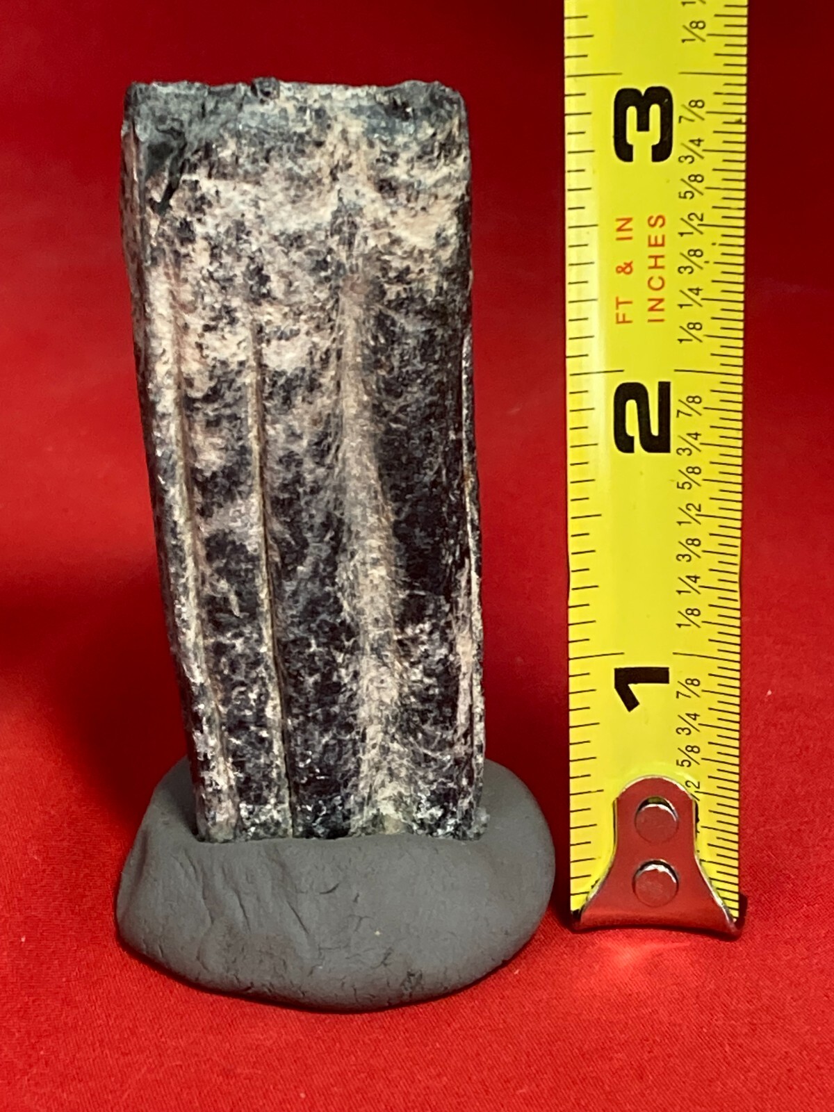 Fossil Tooth on Clay Stand about 3×1 inch from Florida Kids love these D76