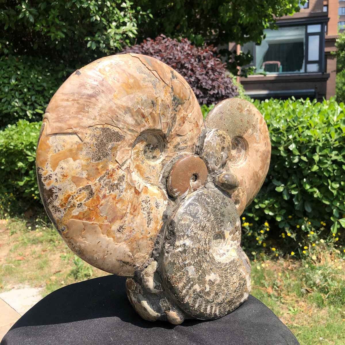 17.46LB Rarem Natural Tentacle Ammonite Fossil Specimen Shell Healing Madagas