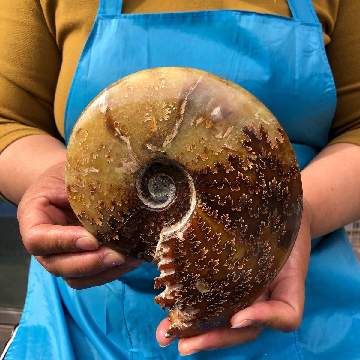 2pcs 3.47LB Natural Beautiful Ammonite Fossil Conch Crystal Specimen Healing